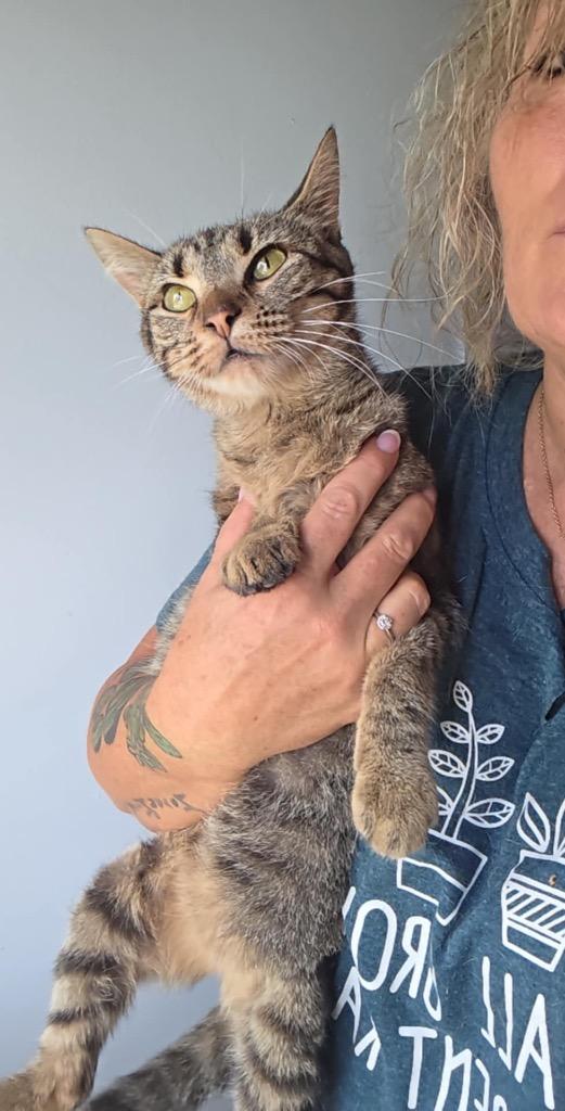 Lorreta Lynn, Adoptable, Adult Female Domestic Short Hair.