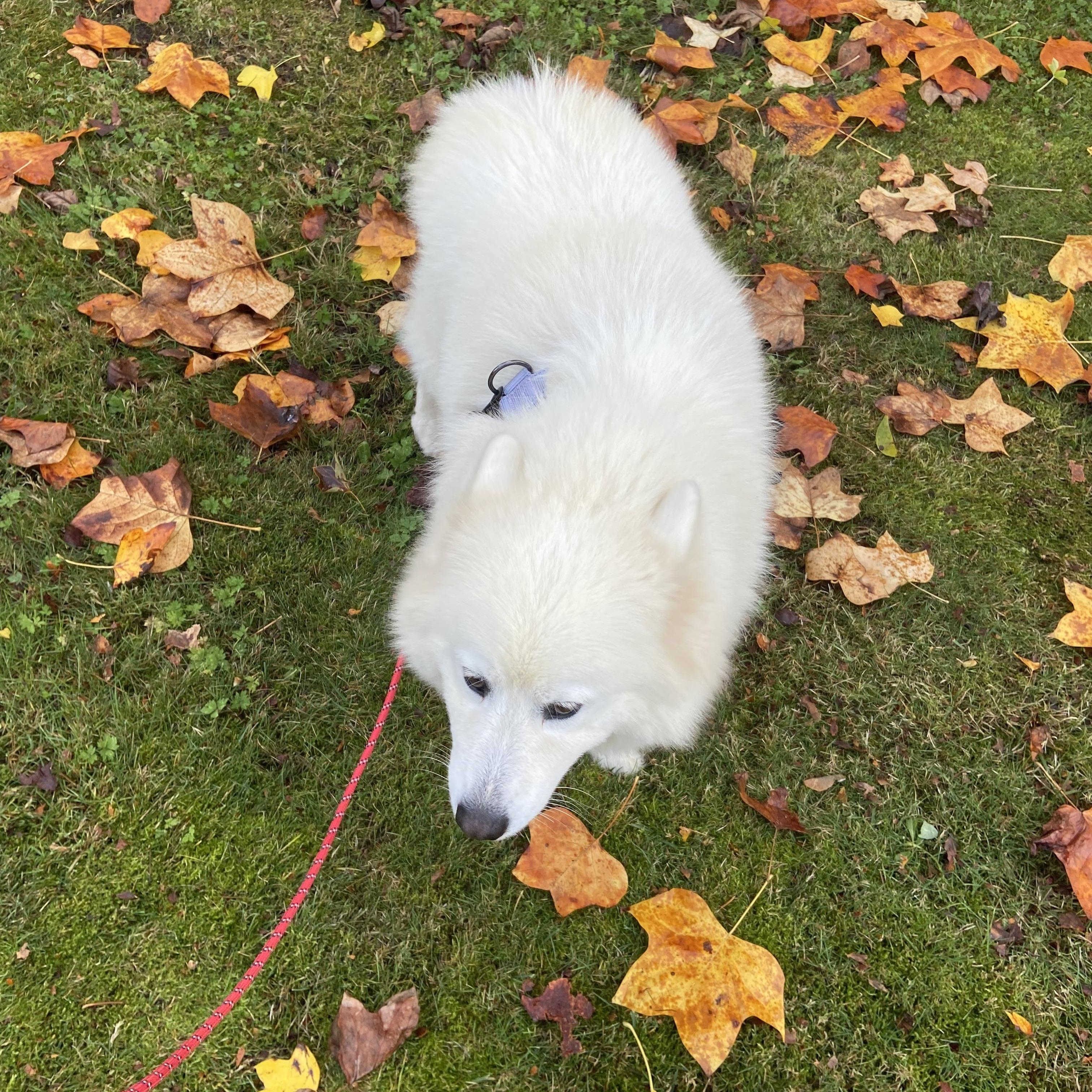 Ellie, Adoptable, Adult Female Samoyed.