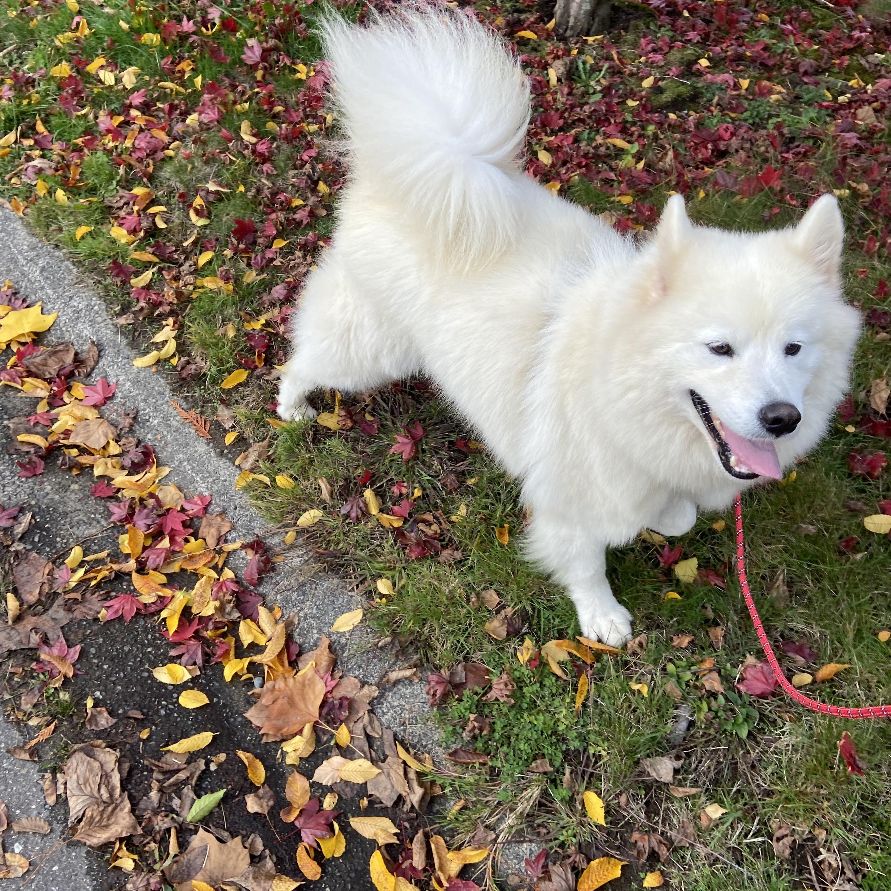 Ellie, a Adoptable Samoyed in Surrey, BC image 2/5