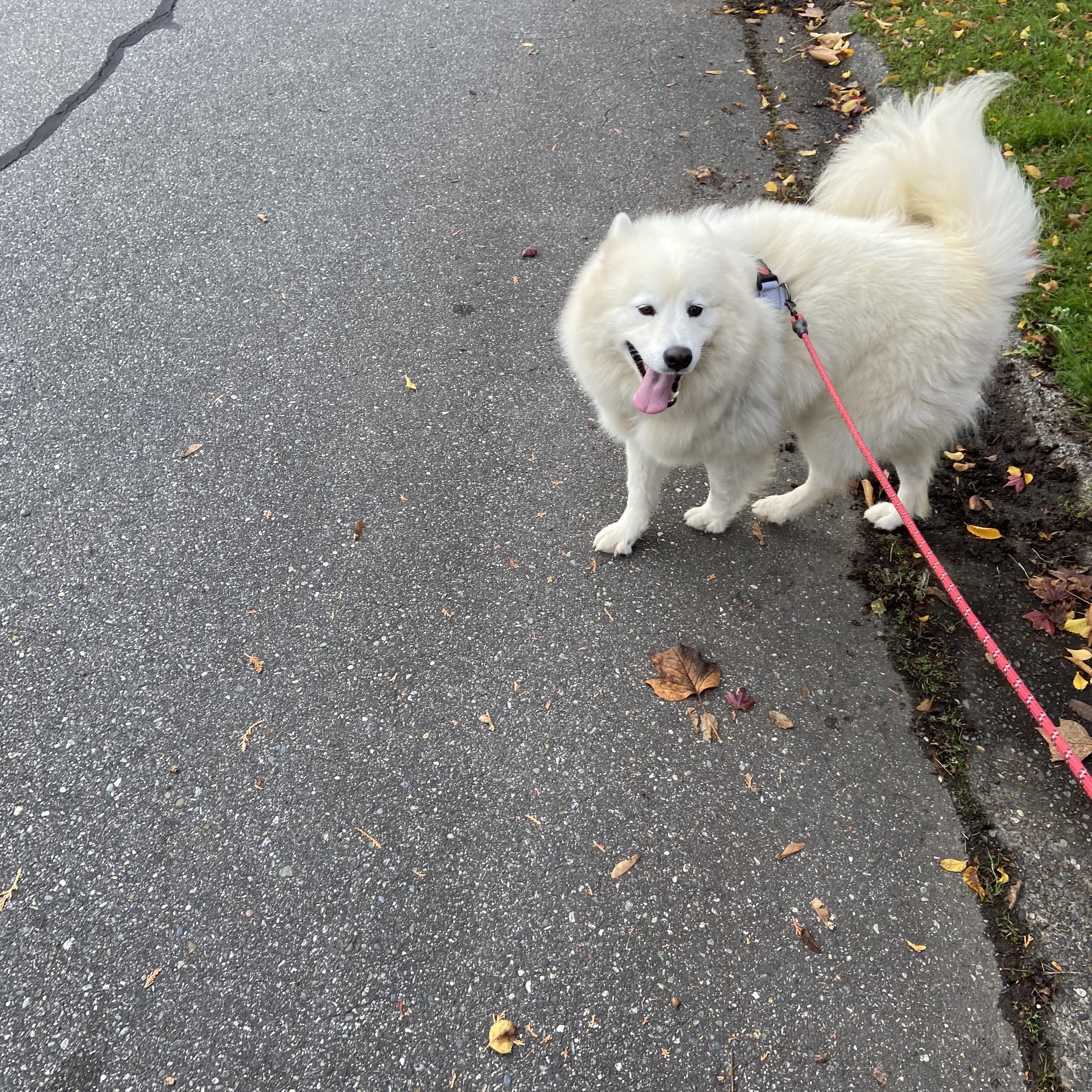 Ellie, a Adoptable Samoyed in Surrey, BC image 3/5