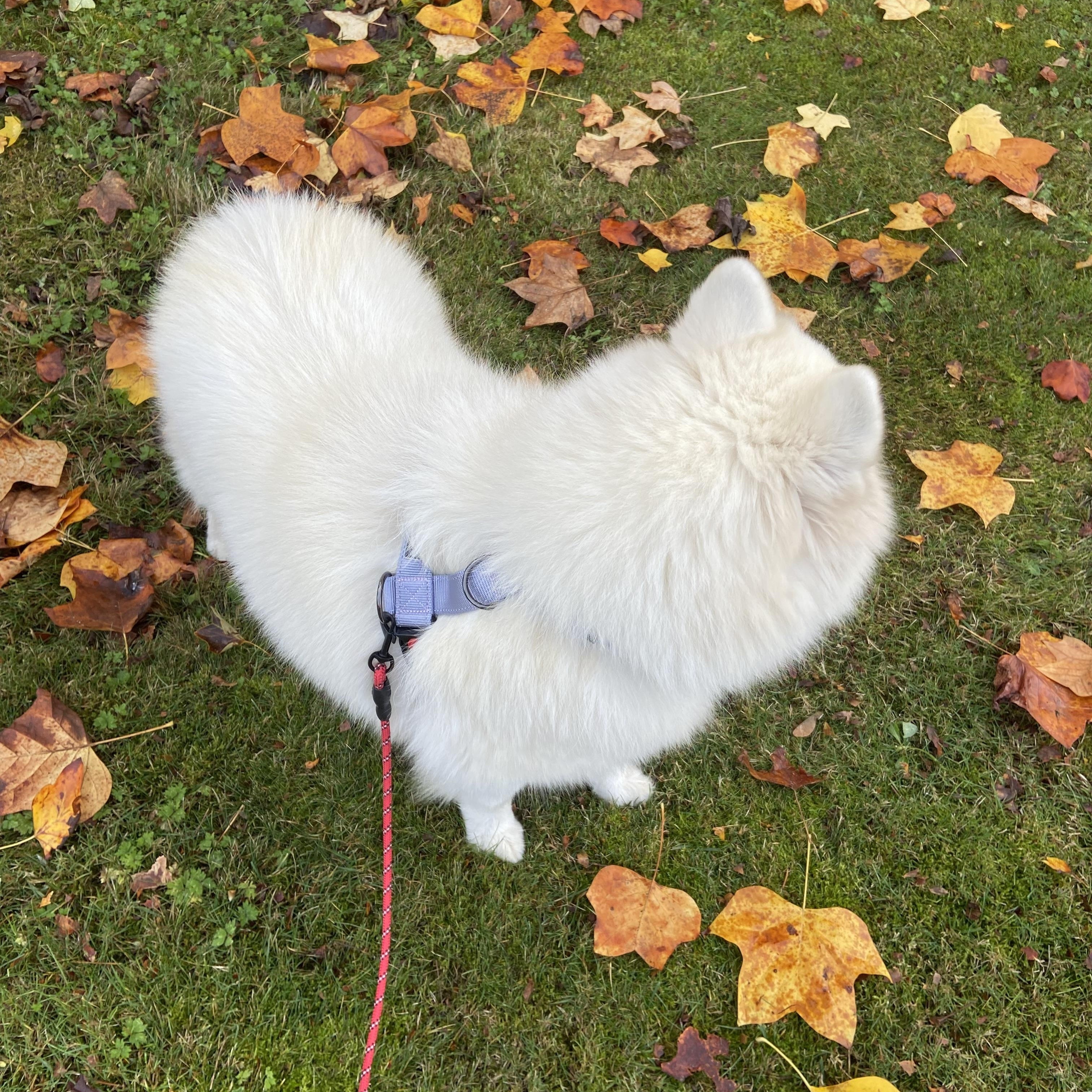 Ellie, a Adoptable Samoyed in Surrey, BC image 4/5