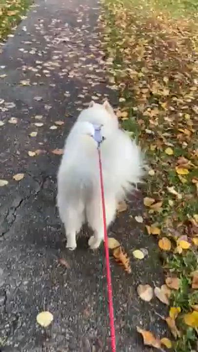 Enlarge Ellie, a Adoptable Samoyed in Surrey, BC video 5/5