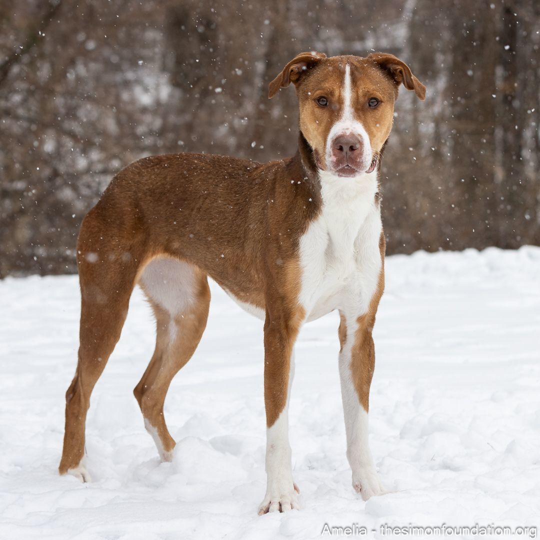 Amelia, Adoptable, Adult Female Hound.