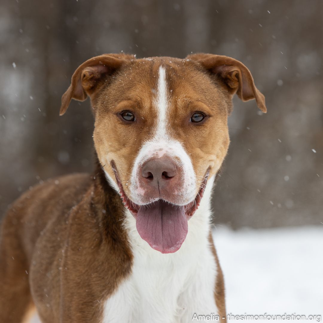 Enlarge Amelia, a Adoptable mixed breed in Bloomfield, CT image 2/4