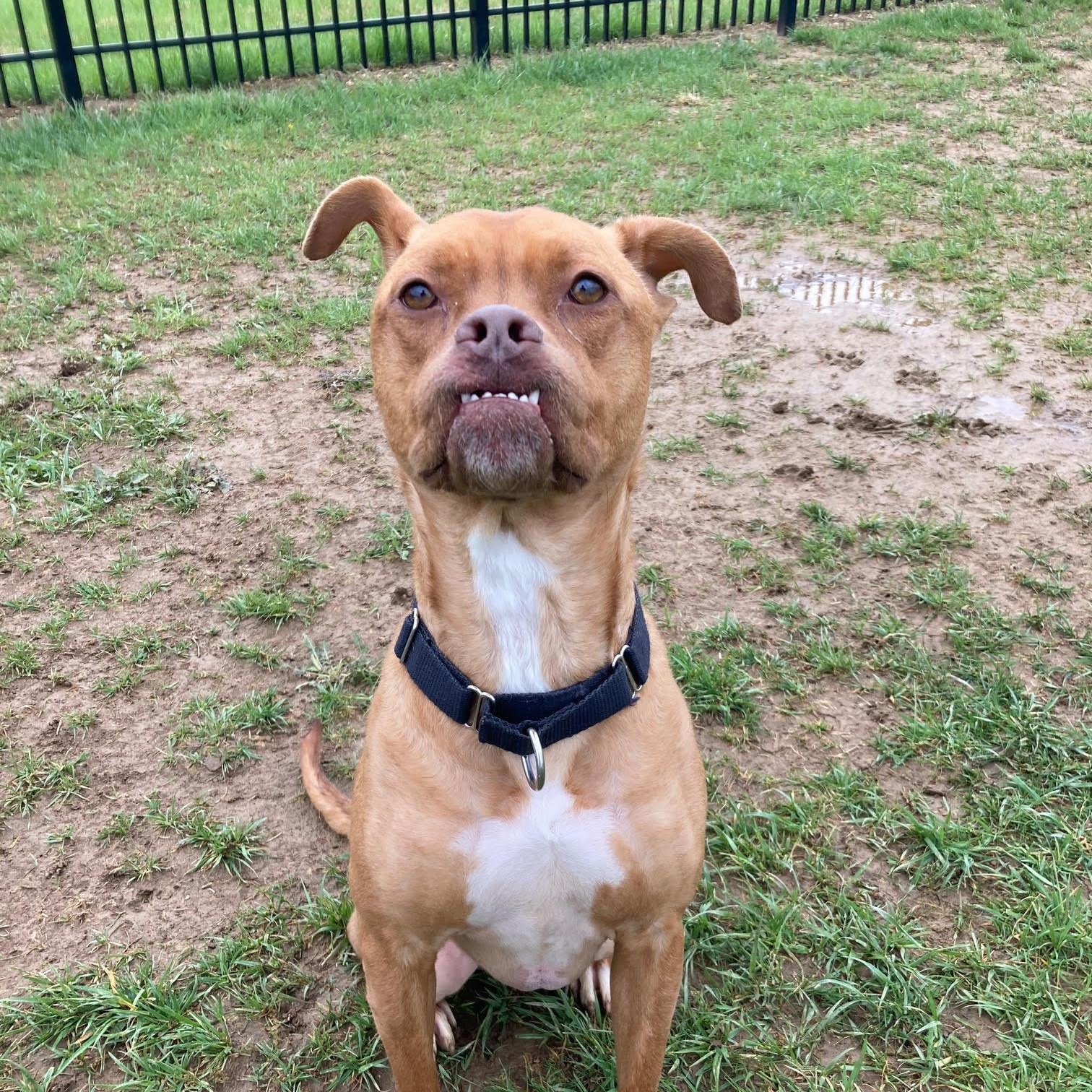 Annie - 100% Sponsored Adoption, a Adoptable mixed breed in West Jefferson, OH image 4/4