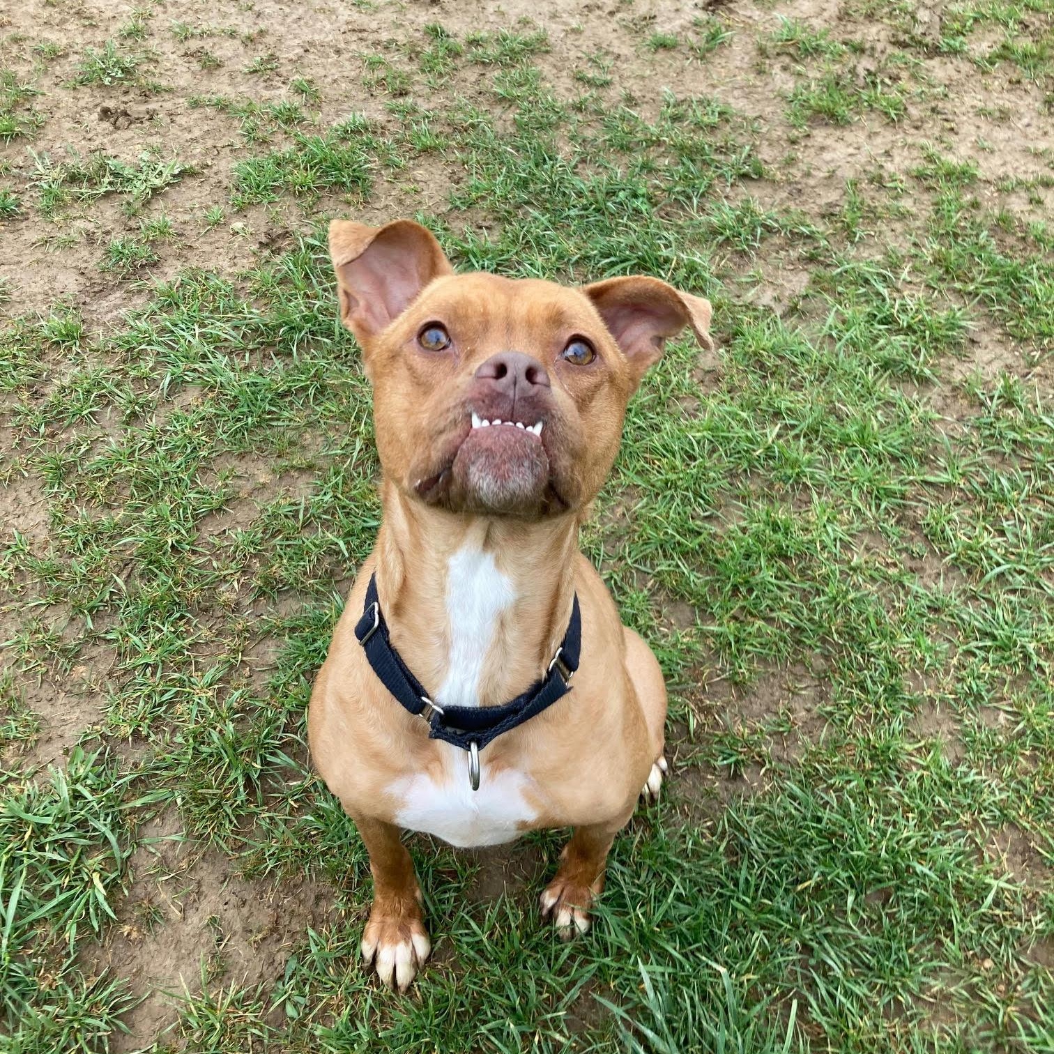 Annie - 100% Sponsored Adoption, a Adoptable mixed breed in West Jefferson, OH image 3/4