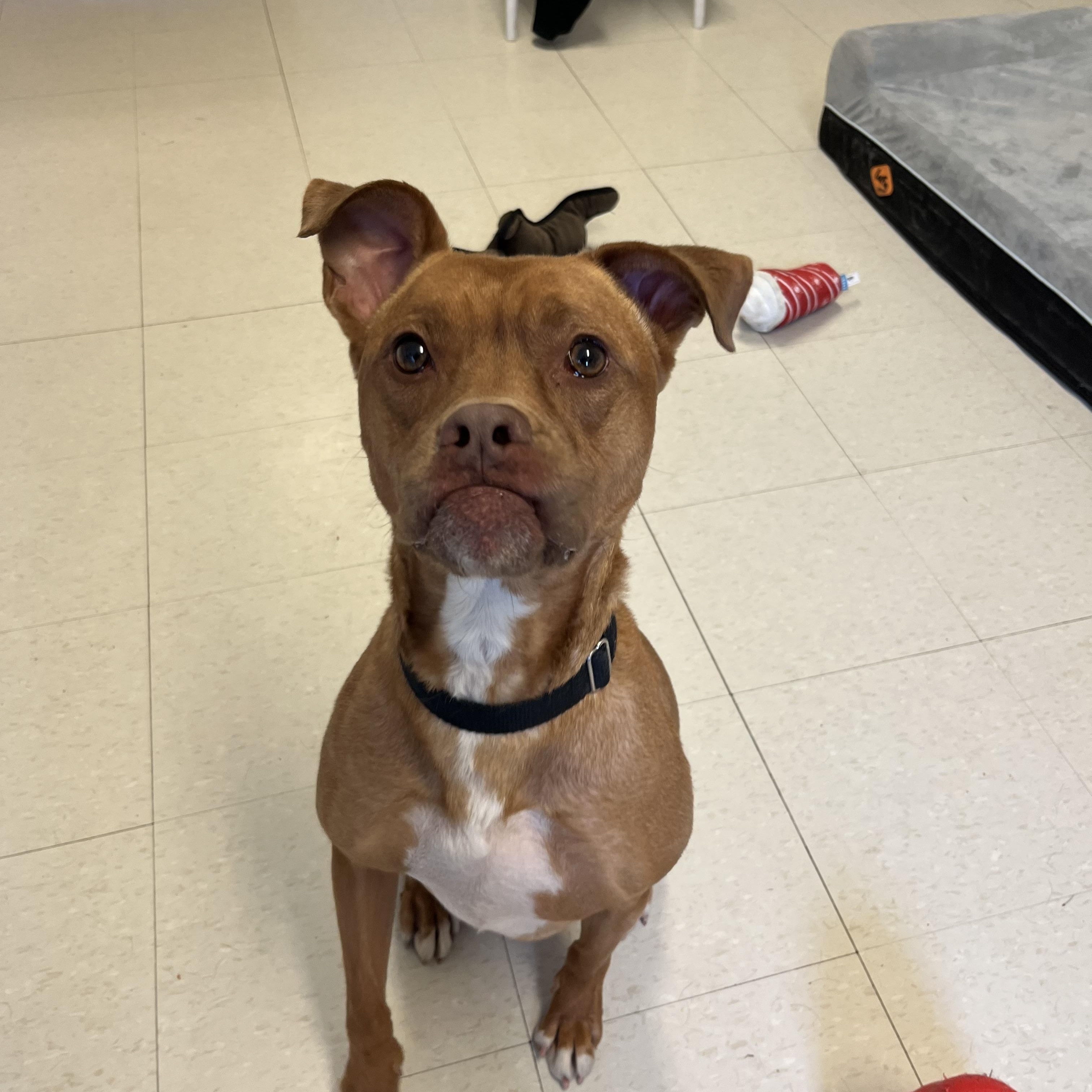 Annie , an adoptable mixed breed in West Jefferson, OH image 6/6