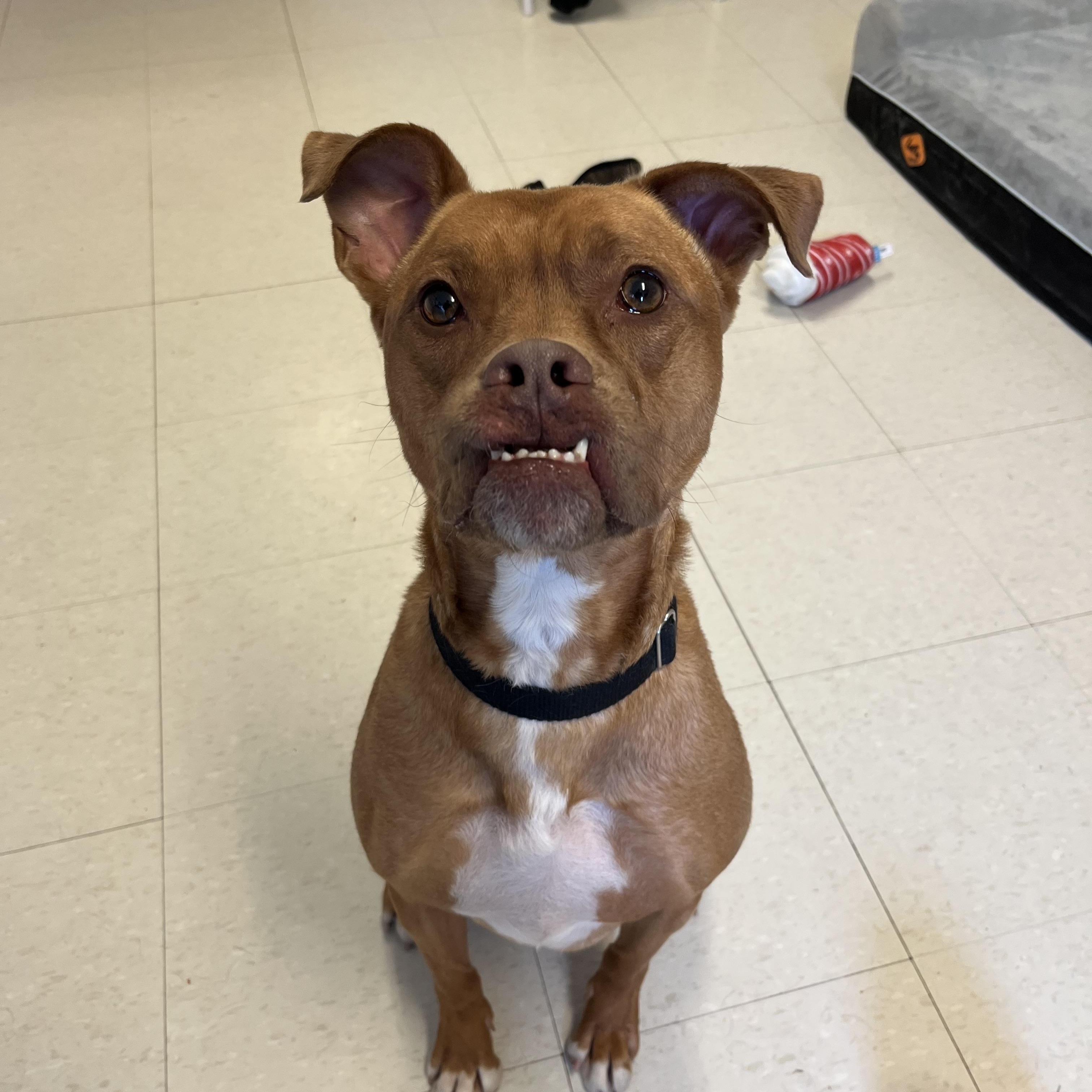 Annie , an adoptable mixed breed in West Jefferson, OH image 3/6