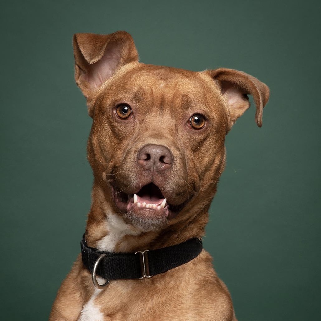 Annie , adoptable, Adult Female Terrier.