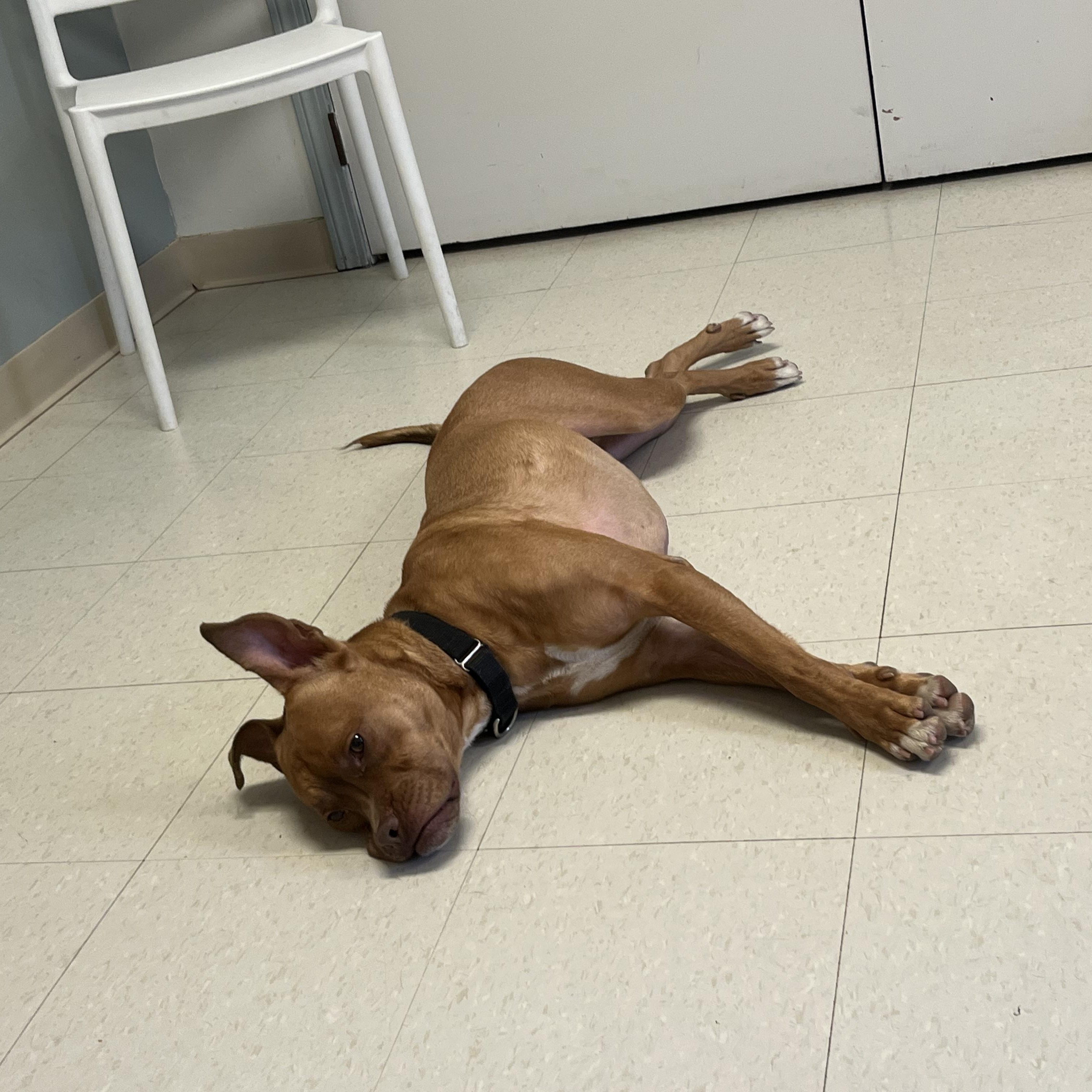 Annie , an adoptable mixed breed in West Jefferson, OH image 4/6