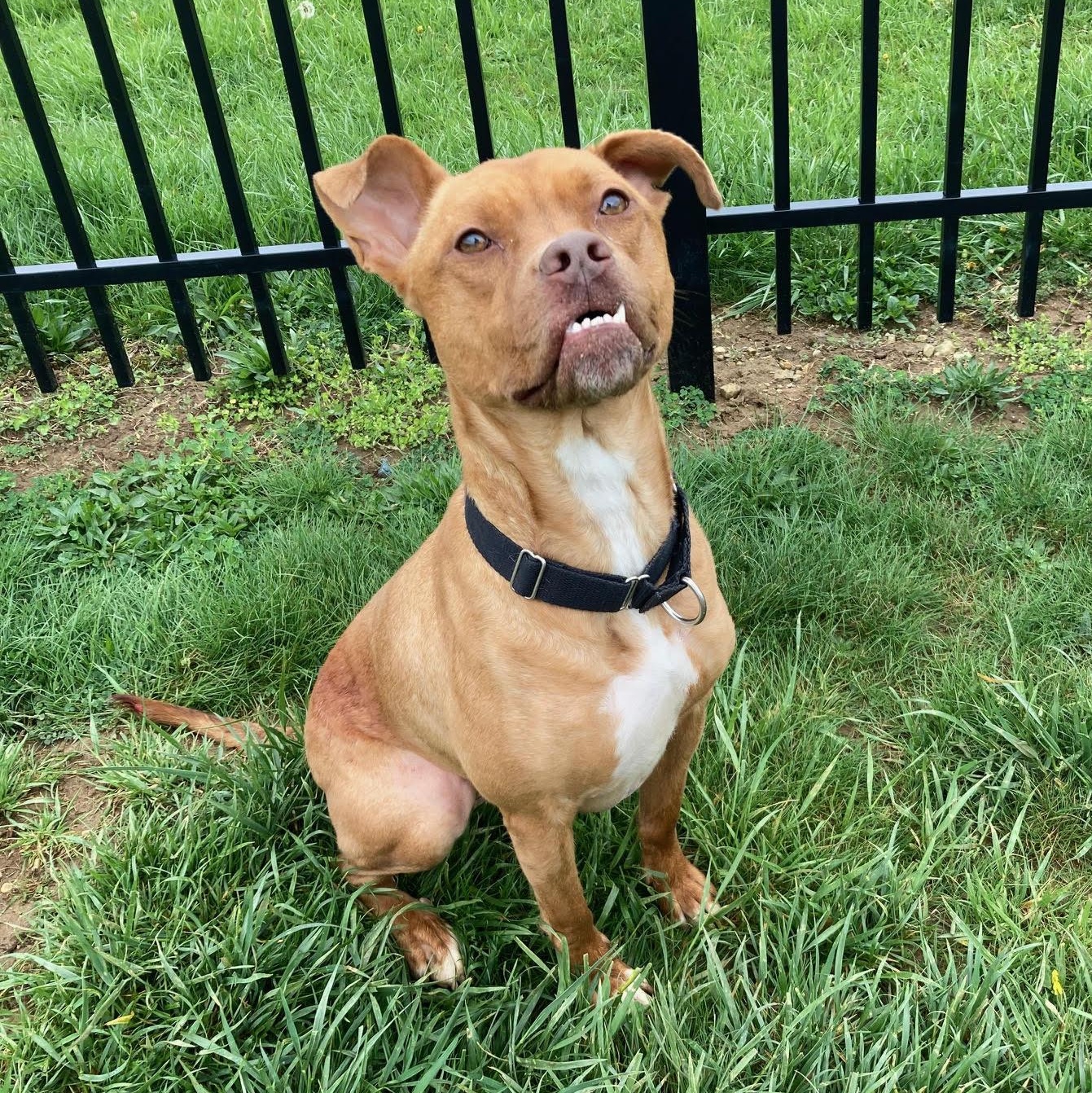 Annie - 100% Sponsored Adoption, a Adoptable mixed breed in West Jefferson, OH image 2/4