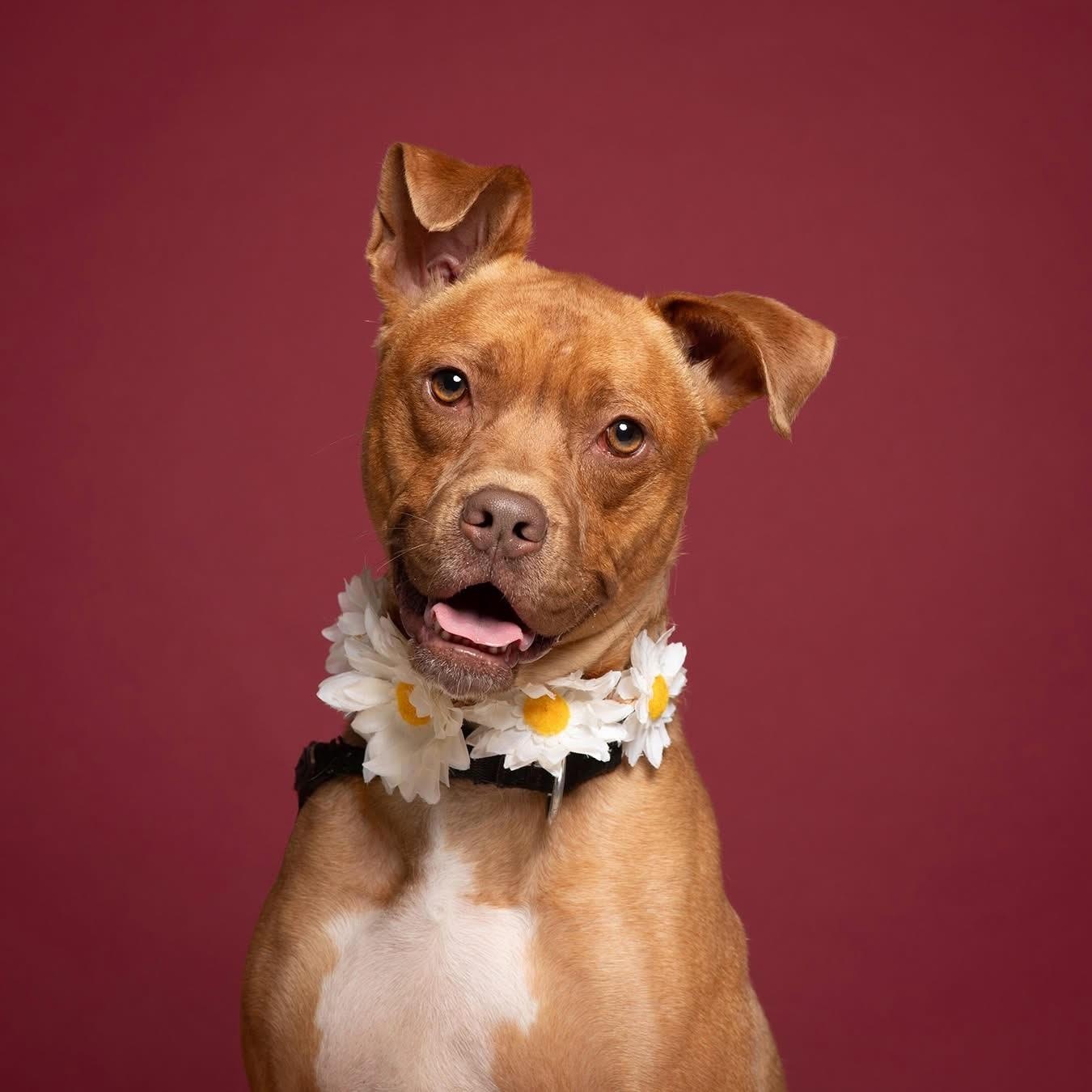 Annie - 100% Sponsored Adoption, a Adoptable mixed breed in West Jefferson, OH image 1/4