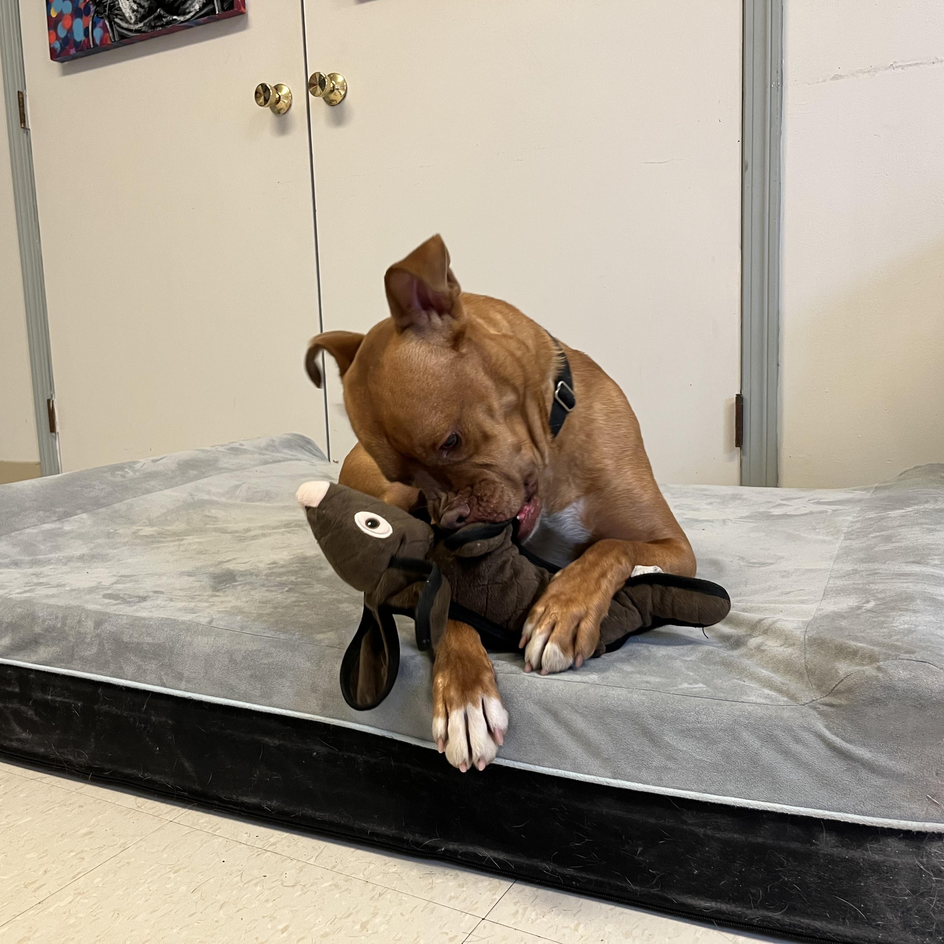 Annie , an adoptable mixed breed in West Jefferson, OH image 5/6