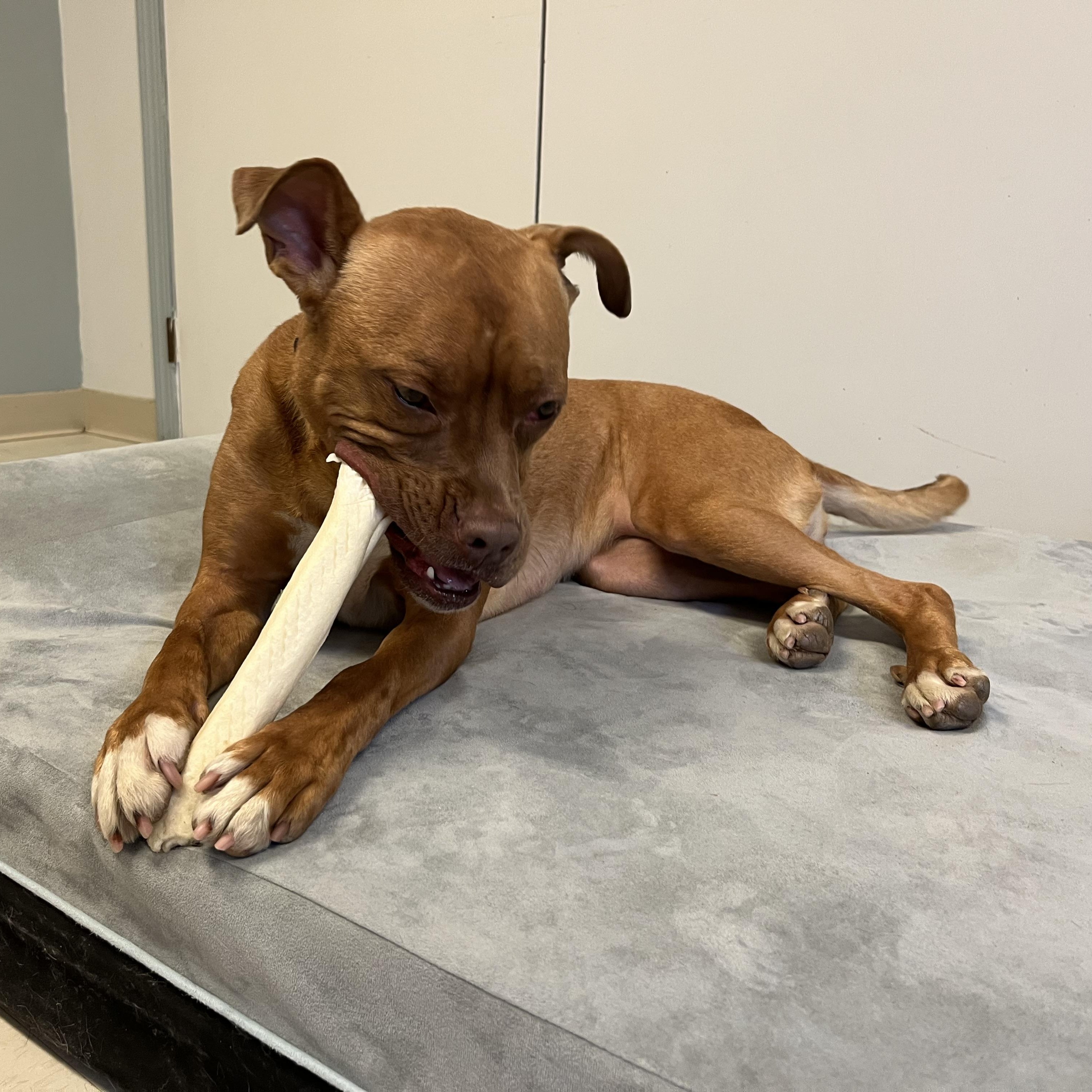 Annie , an adoptable mixed breed in West Jefferson, OH image 2/6