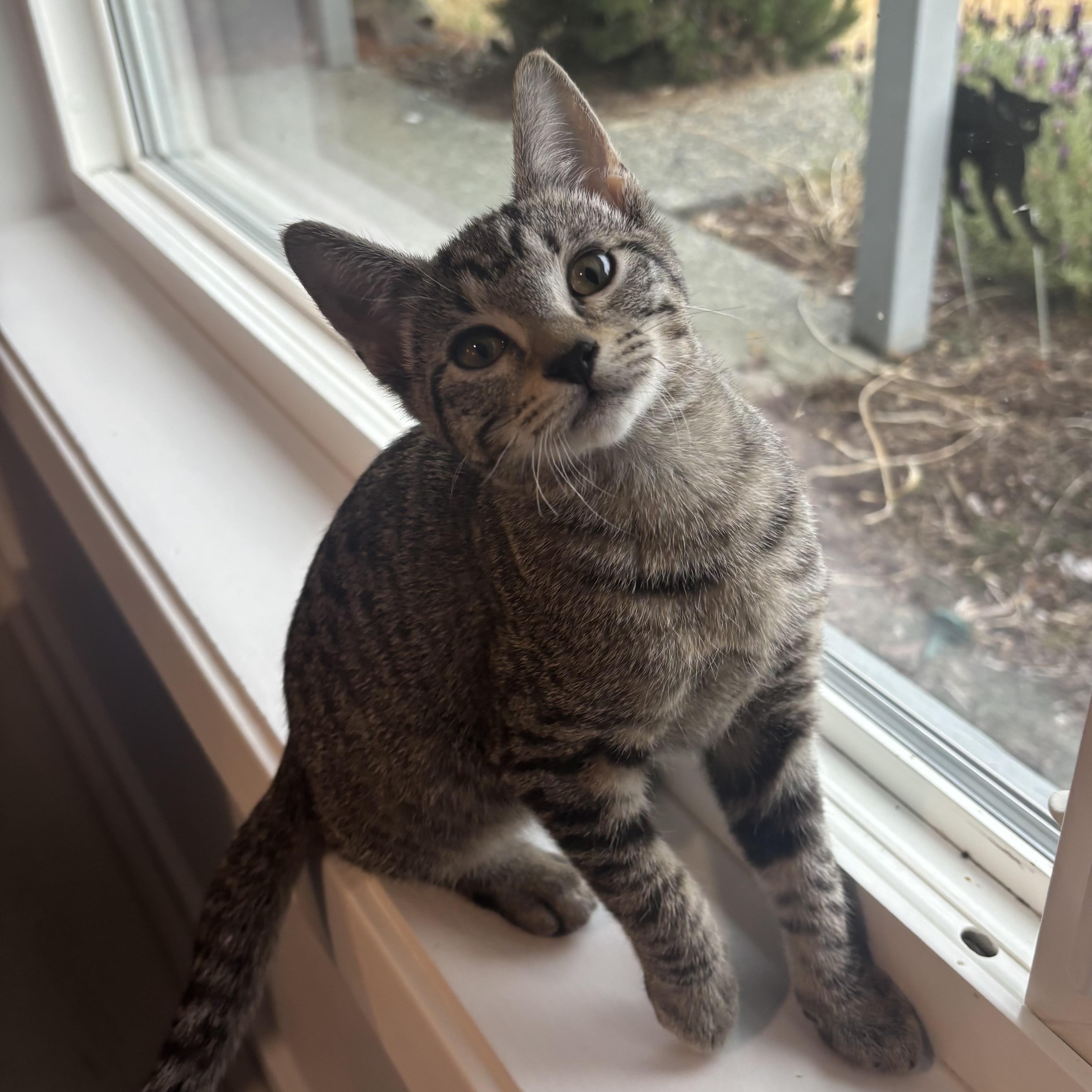 Rebar, a ADOPTABLE Domestic Short Hair in Renton , WA image 4/6