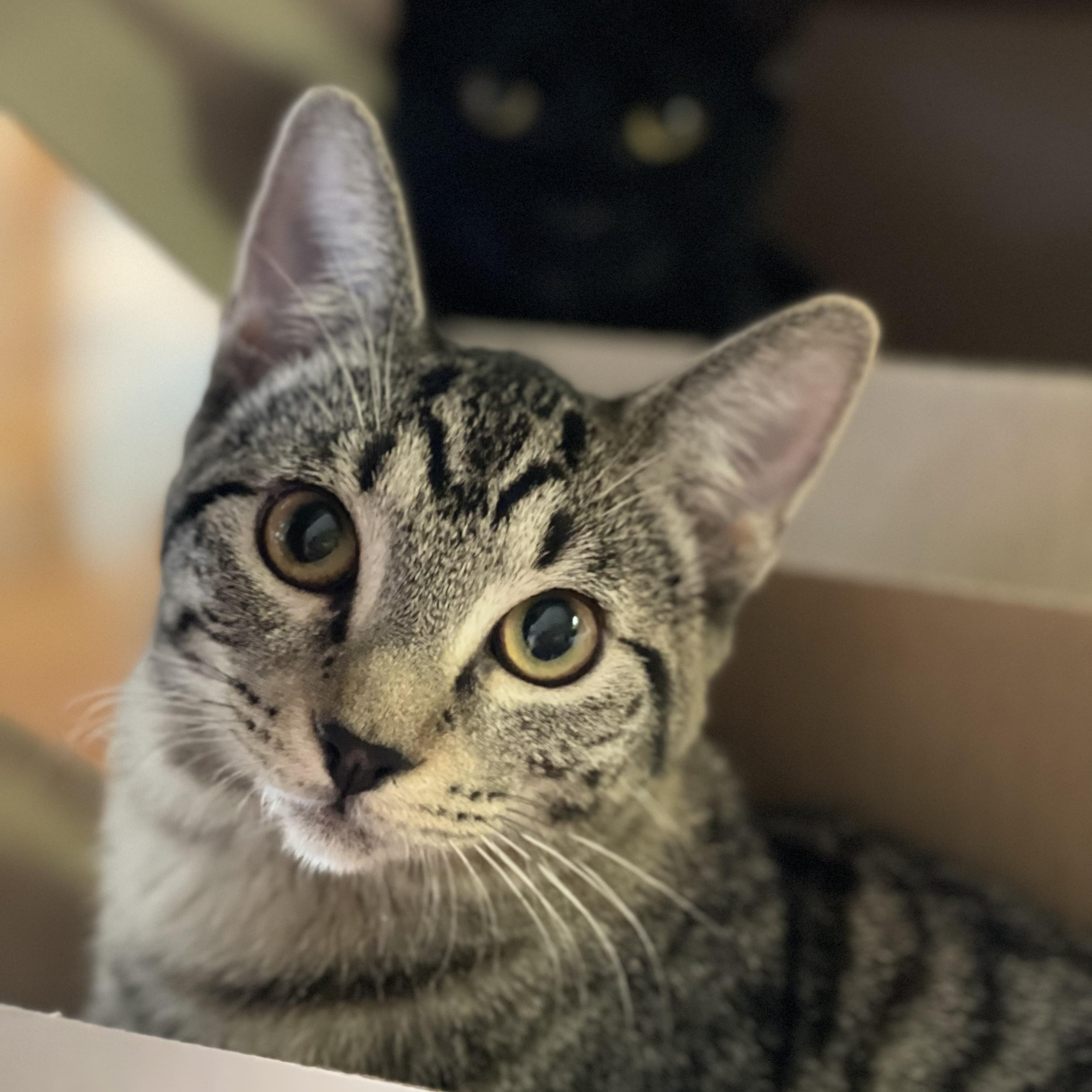 Enlarge Rebar (Bonded to Spackle), a Adoptable Domestic Short Hair in Renton , WA image 4/6
