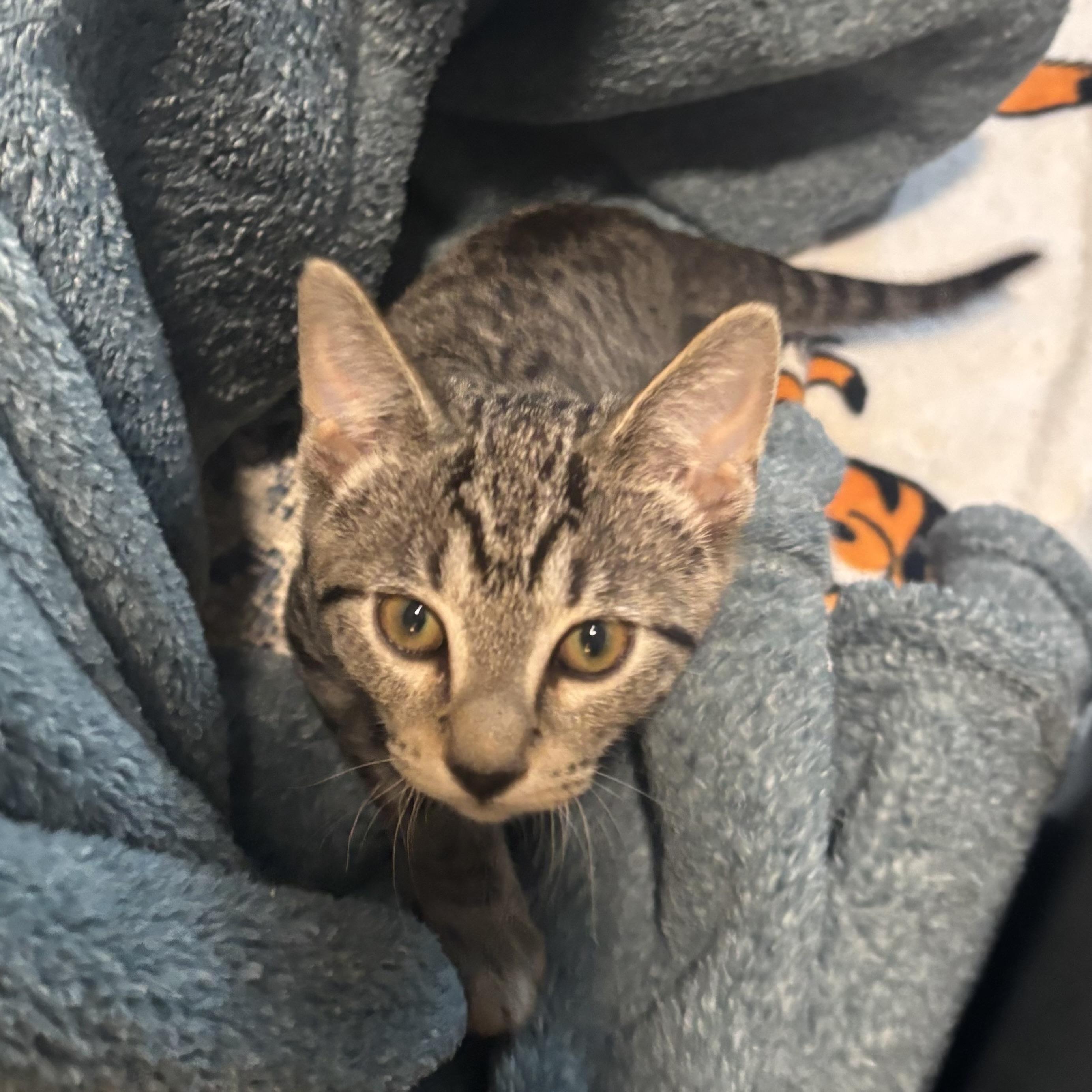 Rebar, a ADOPTABLE Domestic Short Hair in Renton , WA image 6/6