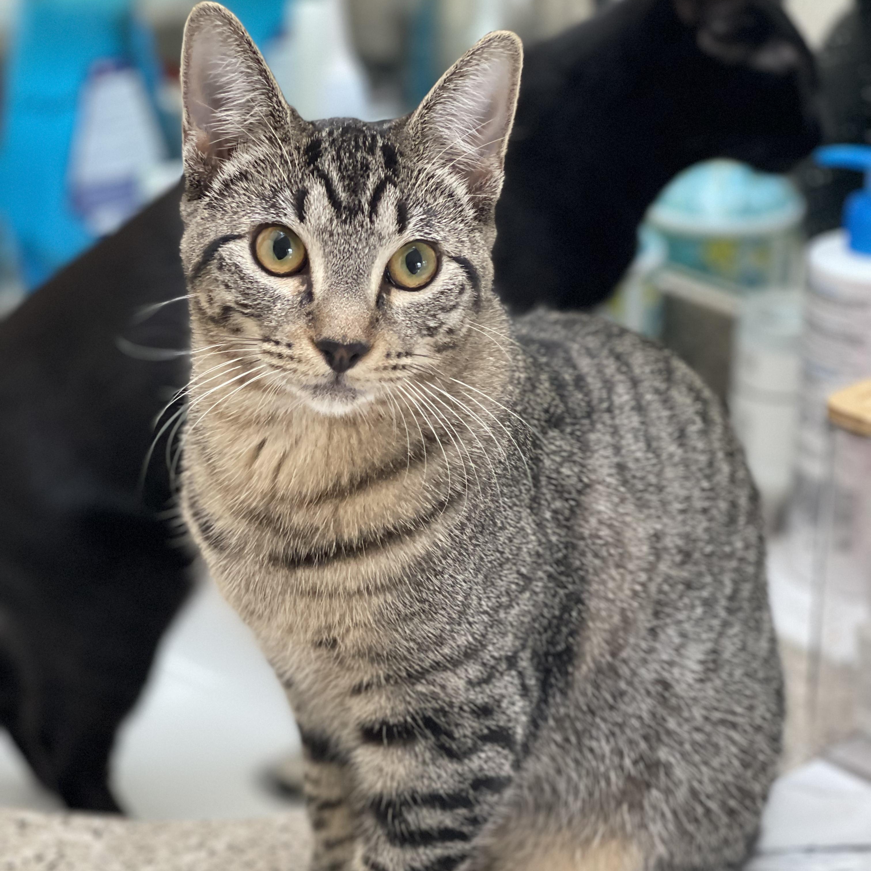 Enlarge Rebar (Bonded to Spackle), a Adoptable Domestic Short Hair in Renton , WA image 2/6
