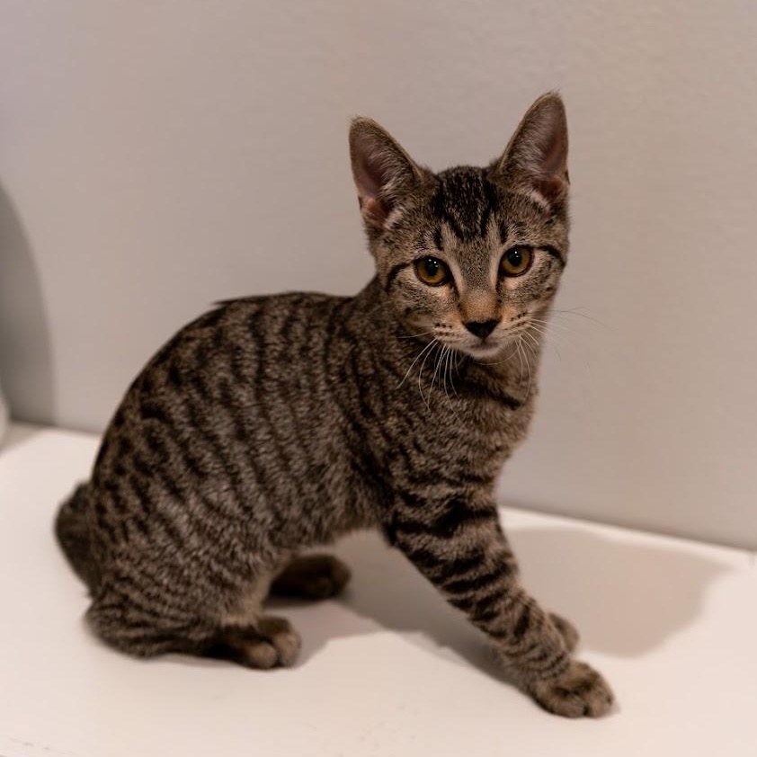 Rebar, a ADOPTABLE Domestic Short Hair in Renton , WA image 3/6
