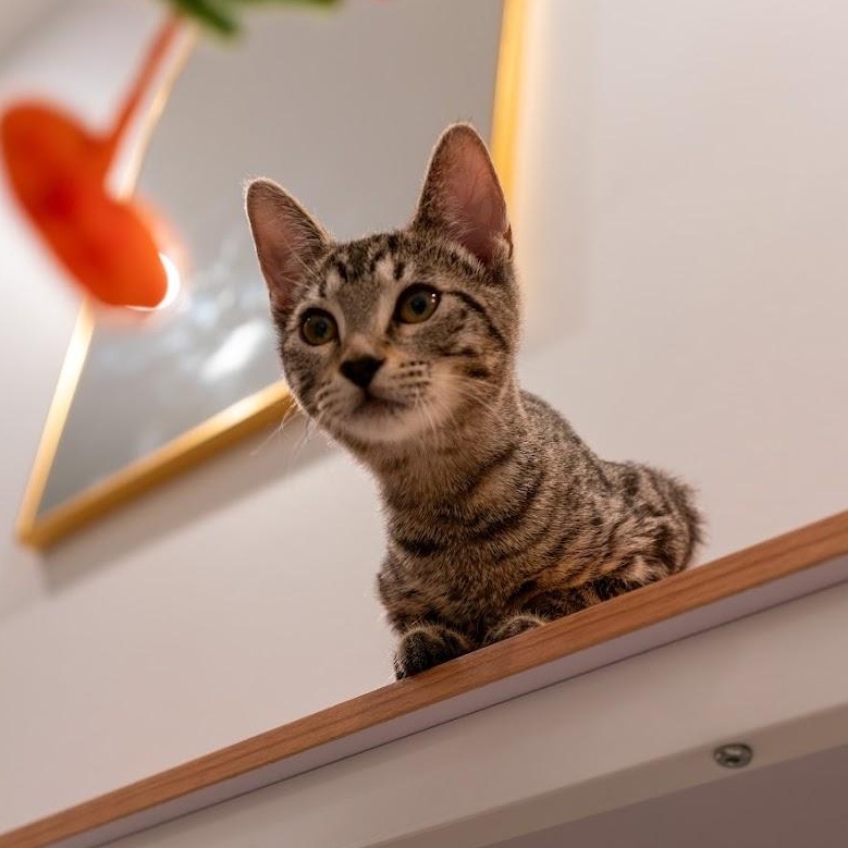 Rebar, a ADOPTABLE Domestic Short Hair in Renton , WA image 5/6