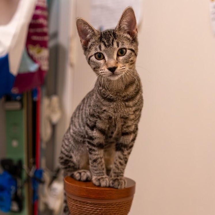 Rebar, ADOPTABLE, Kitten Female Domestic Short Hair.