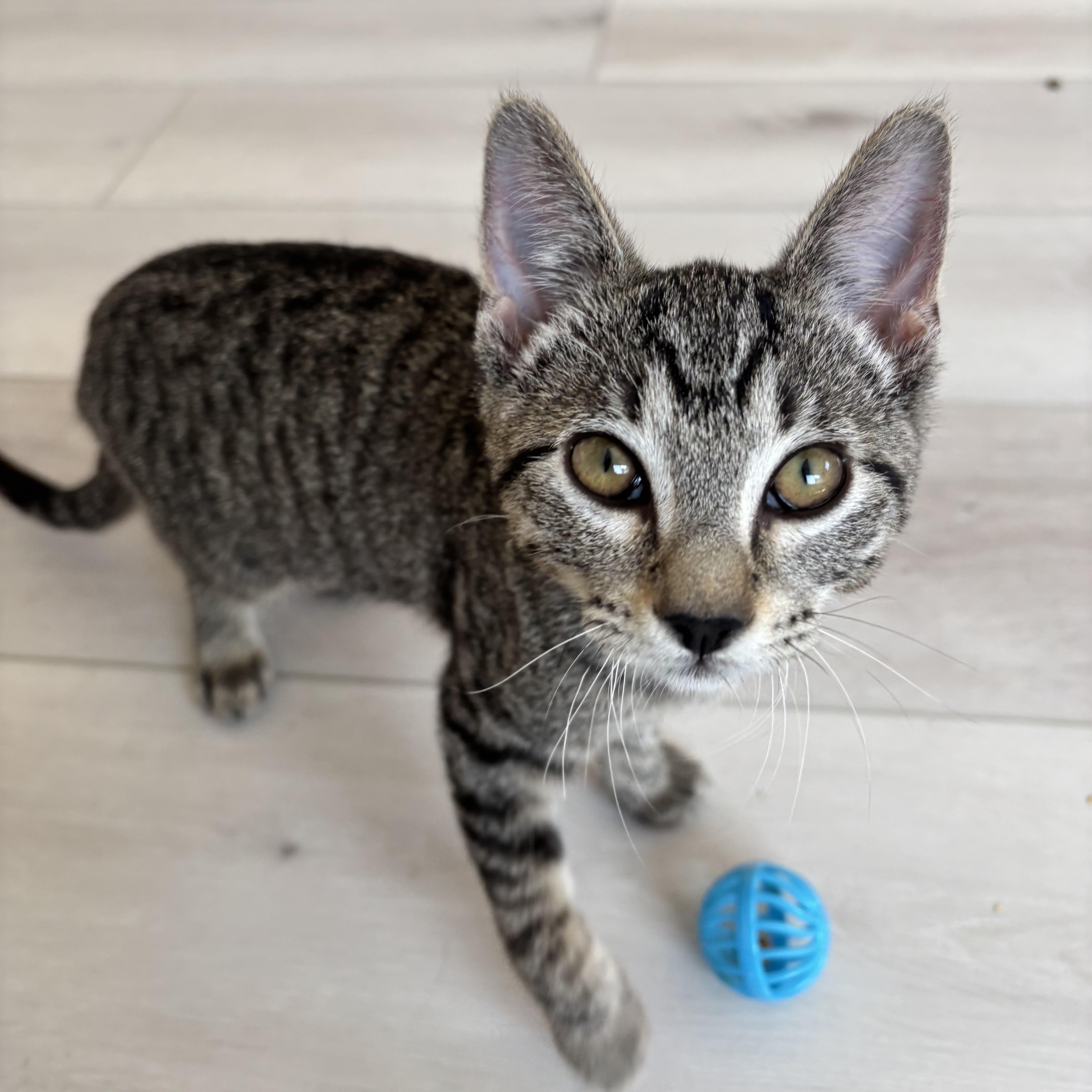 Rebar, a ADOPTABLE Domestic Short Hair in Renton , WA image 2/6