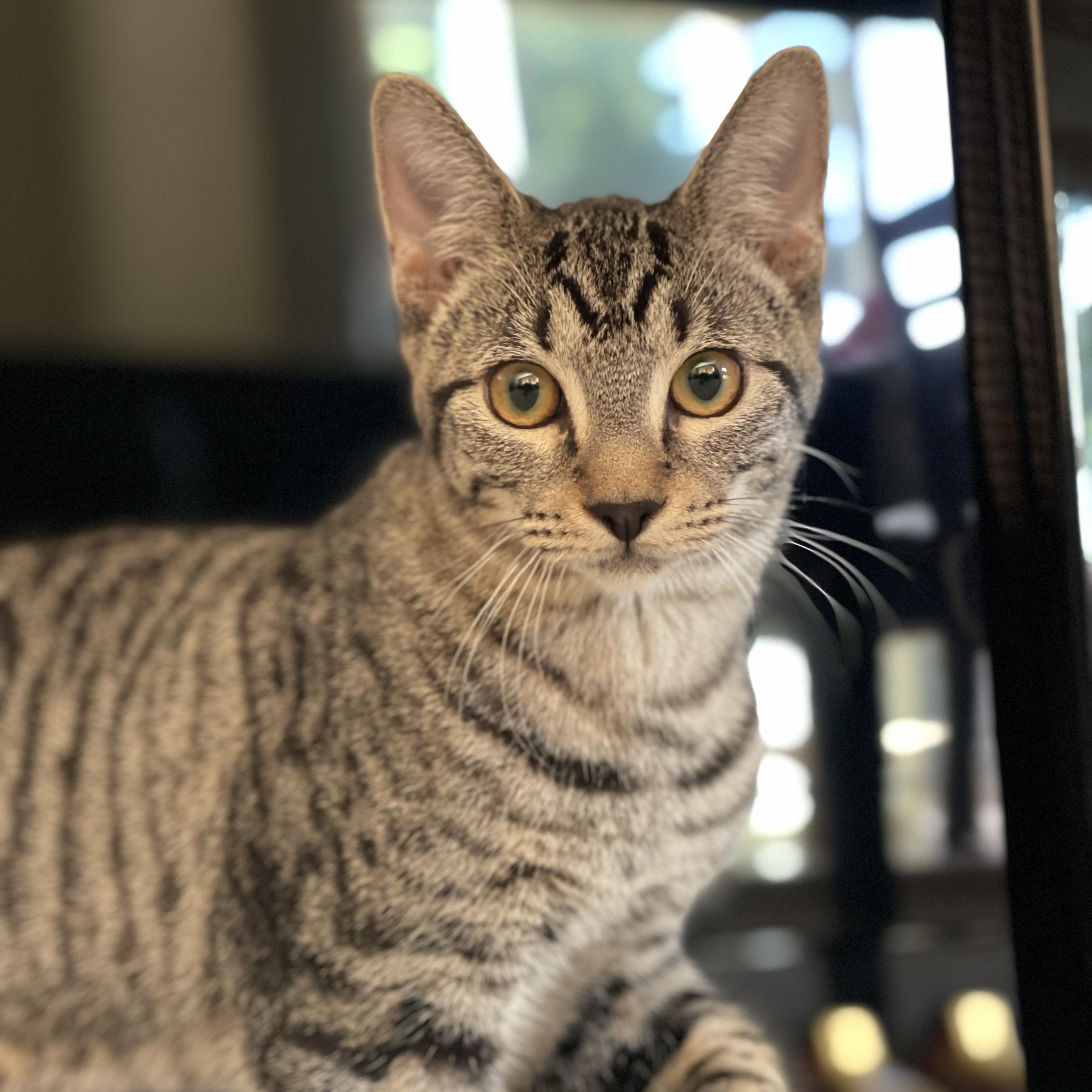 Rebar (Bonded to Spackle), Adoptable, Kitten Female Domestic Short Hair.