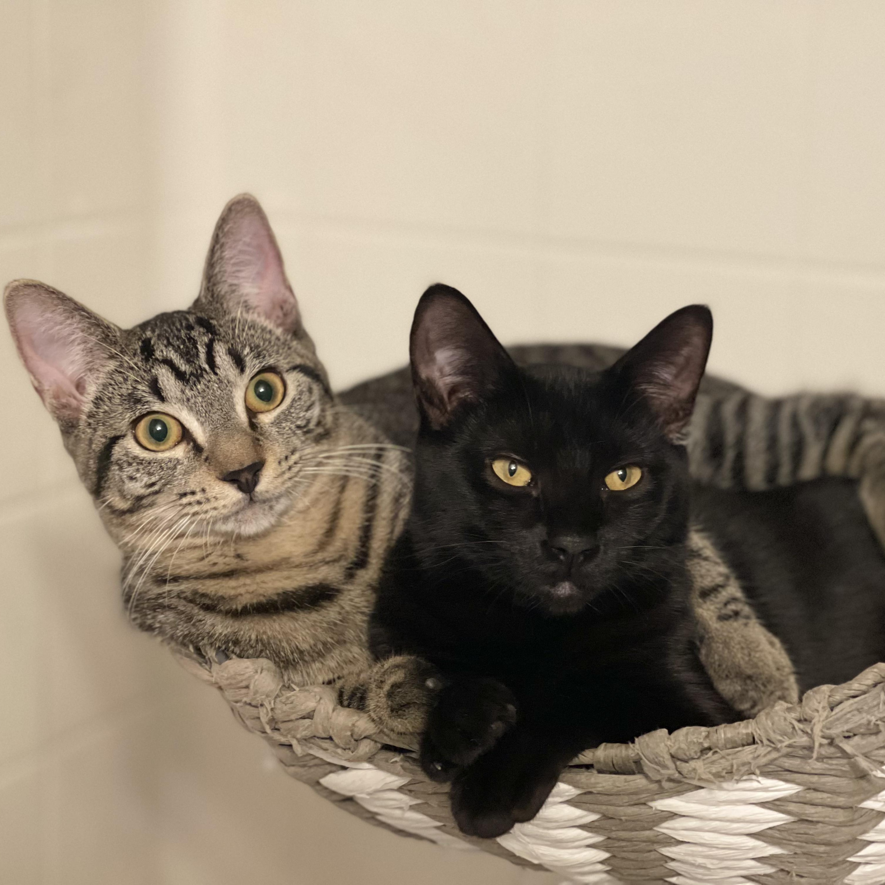 Enlarge Rebar (Bonded to Spackle), a Adoptable Domestic Short Hair in Renton , WA image 5/6