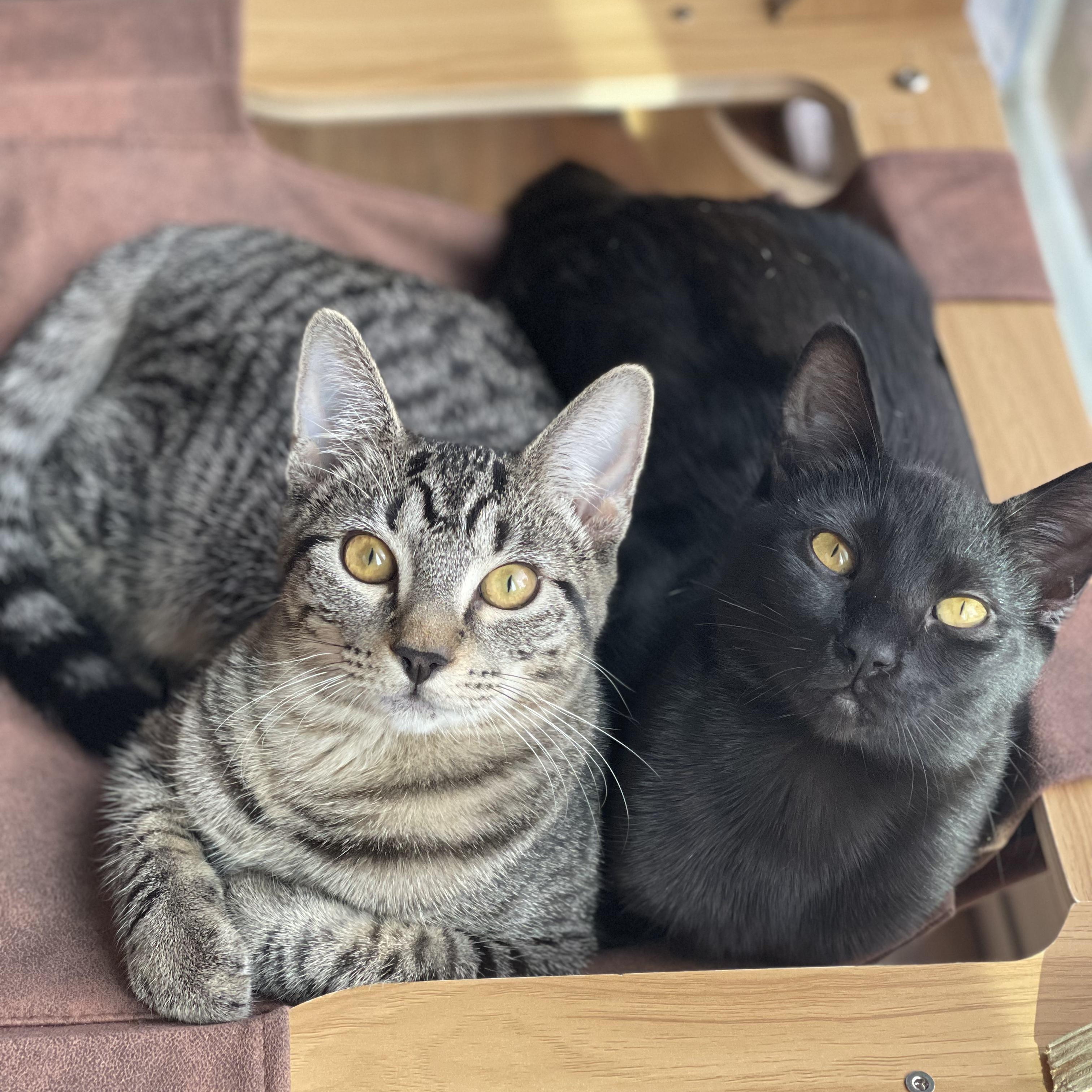 Enlarge Rebar (Bonded to Spackle), a Adoptable Domestic Short Hair in Renton , WA image 6/6