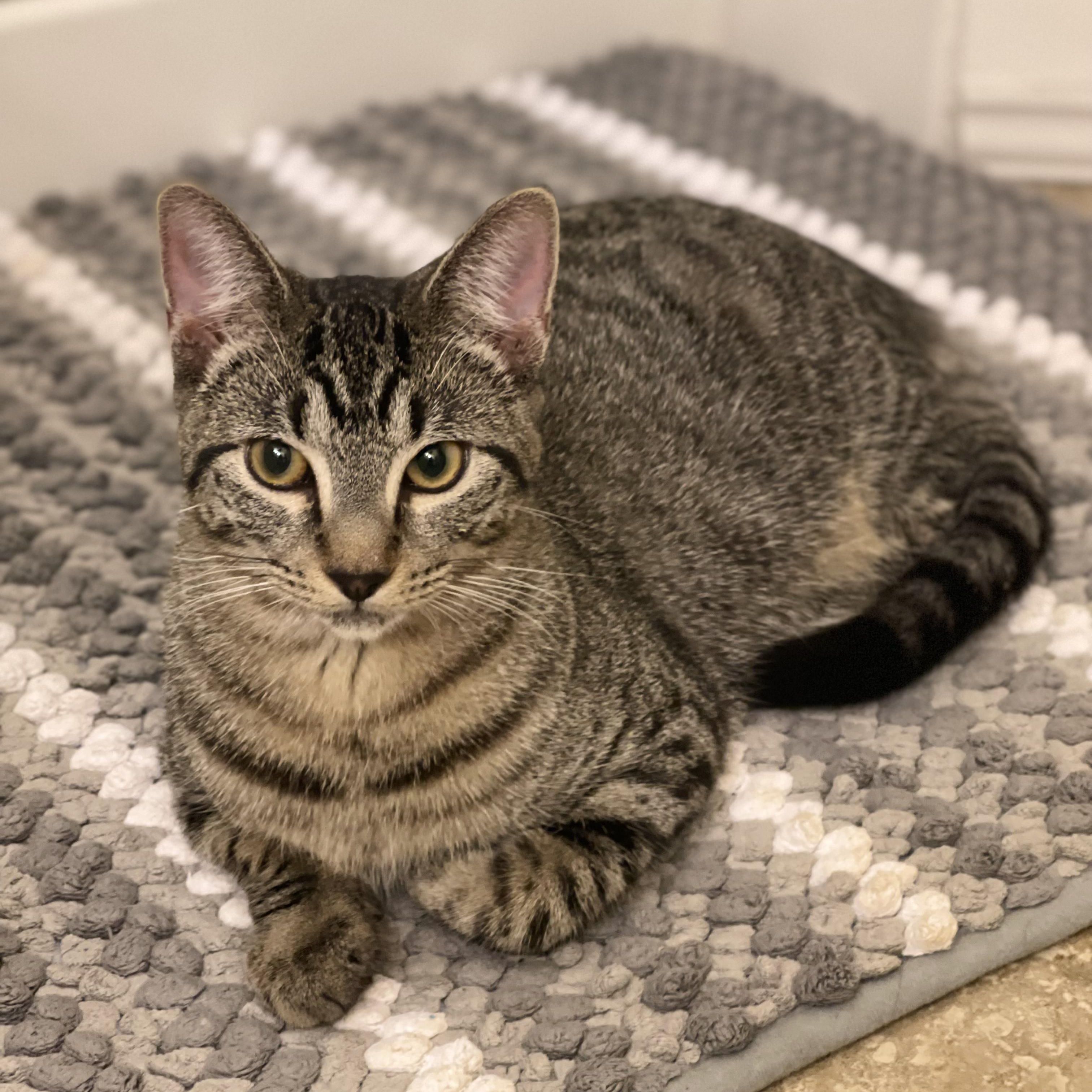 Enlarge Rebar (Bonded to Spackle), a Adoptable Domestic Short Hair in Renton , WA image 3/6