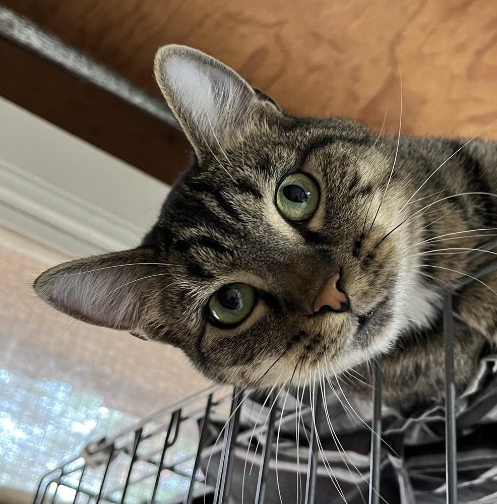 Sherman, Adoptable, Young Male Domestic Short Hair.