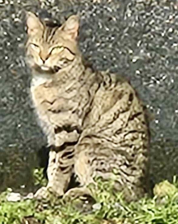 Enlarge Sherman, a Adoptable mixed breed in Franklin, WV image 3/4