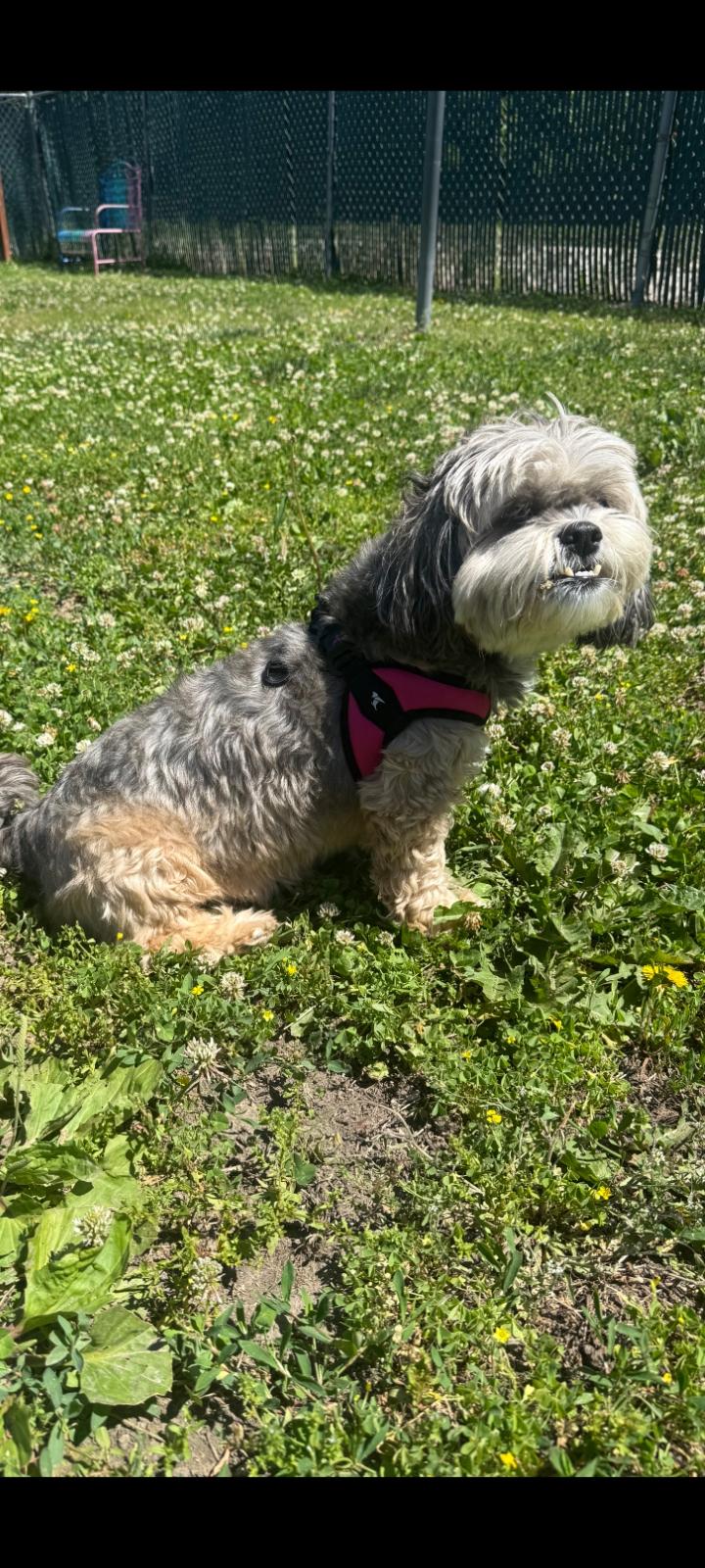 Enlarge Foxy, an adopted Shih Tzu in Fort Leavenworth, KS image 2/2