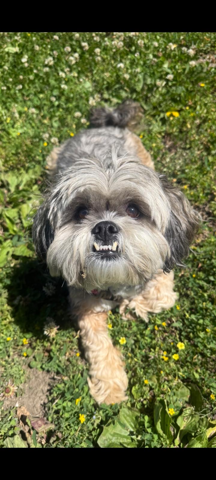 Enlarge Foxy, an adopted Shih Tzu in Fort Leavenworth, KS image 1/2