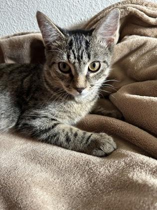 Spanky, Adoptable, Young Male Domestic Short Hair & Domestic Short Hair.