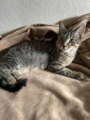 Spanky, Adoptable, Young Male Domestic Short Hair & Domestic Short Hair.