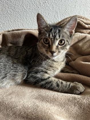 Spanky, a Adoptable Domestic Short Hair in Romeoville, IL image 3/3