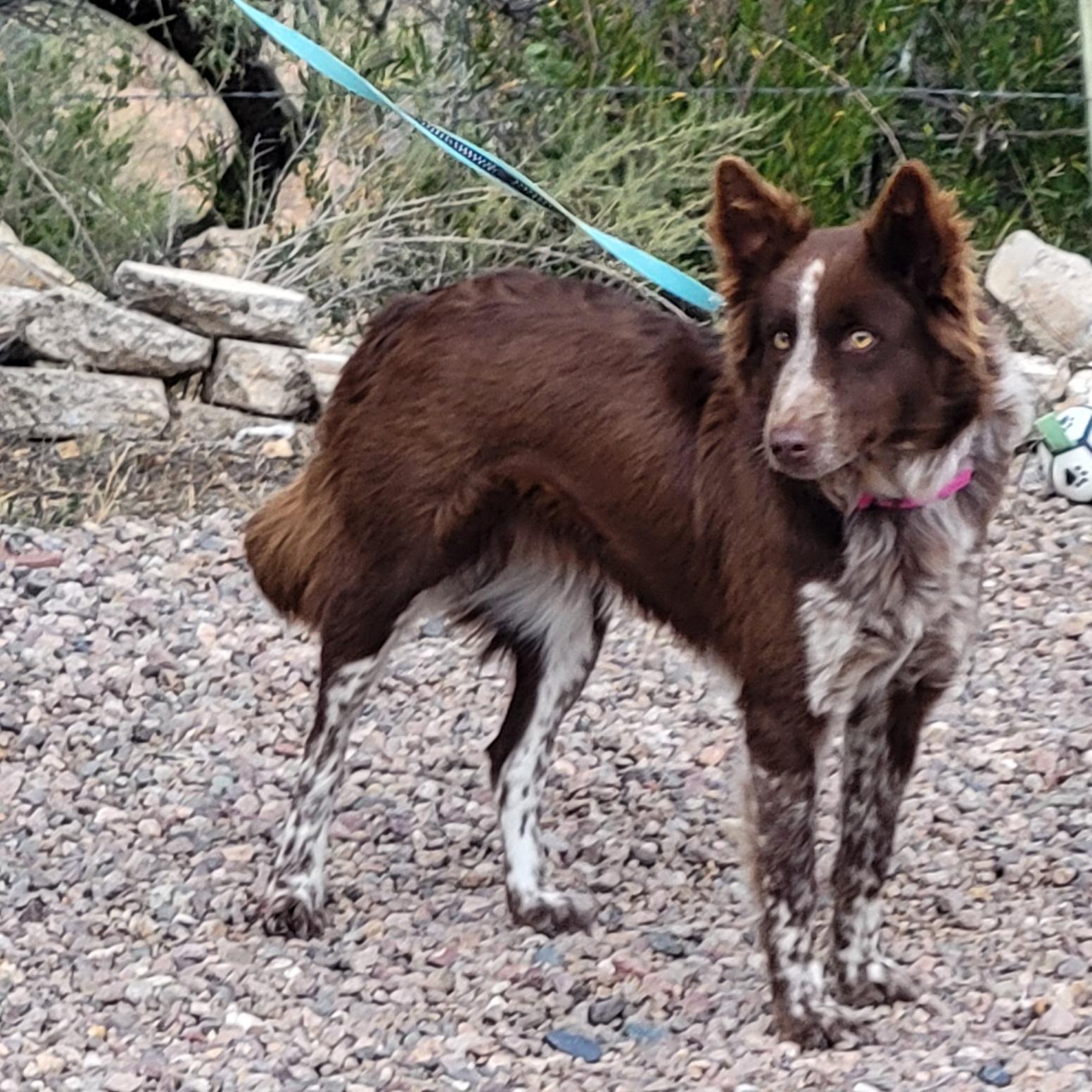 Koda, ADOPTABLE, Young Female Border Collie.