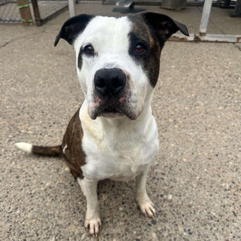 Eastwood aka Rico, a Adoptable mixed breed in Charleston, WV image 1/6