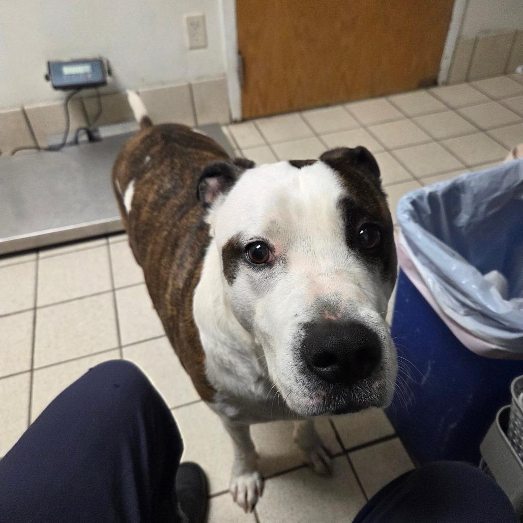Eastwood aka Rico, a Adoptable mixed breed in Charleston, WV image 2/6