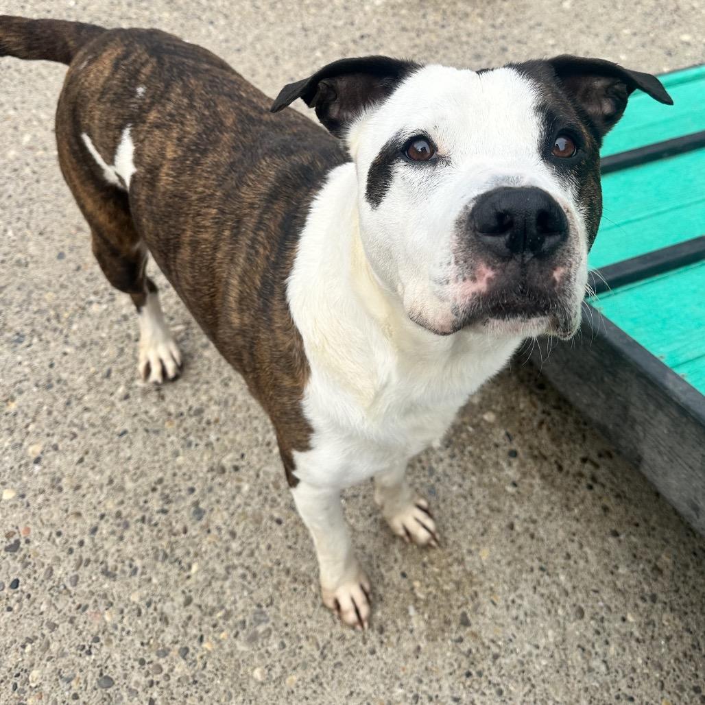 Eastwood aka Rico, a Adoptable mixed breed in Charleston, WV image 3/6