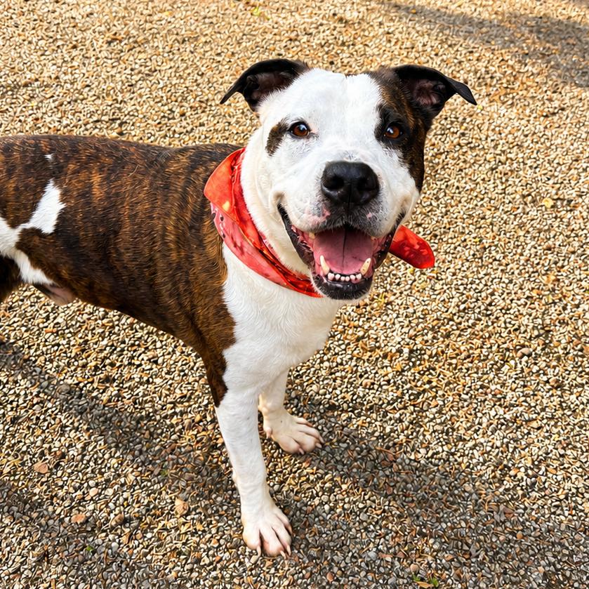 Eastwood aka Rico, a Adoptable mixed breed in Charleston, WV image 4/6