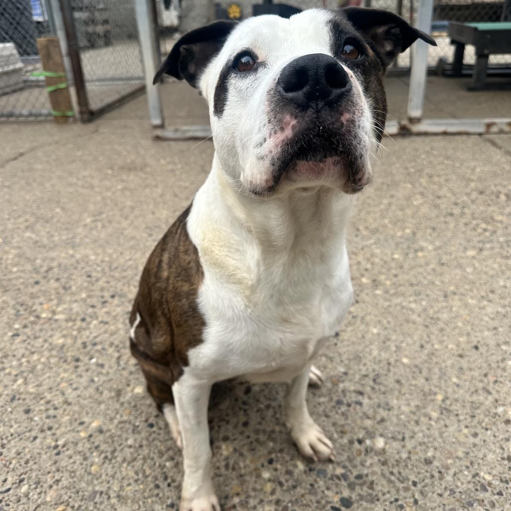 Eastwood aka Rico, a Adoptable mixed breed in Charleston, WV image 5/6
