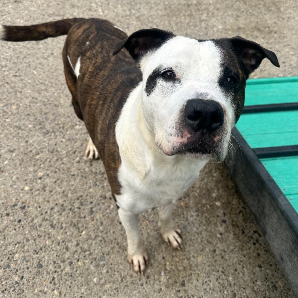 Eastwood aka Rico, a Adoptable mixed breed in Charleston, WV image 6/6