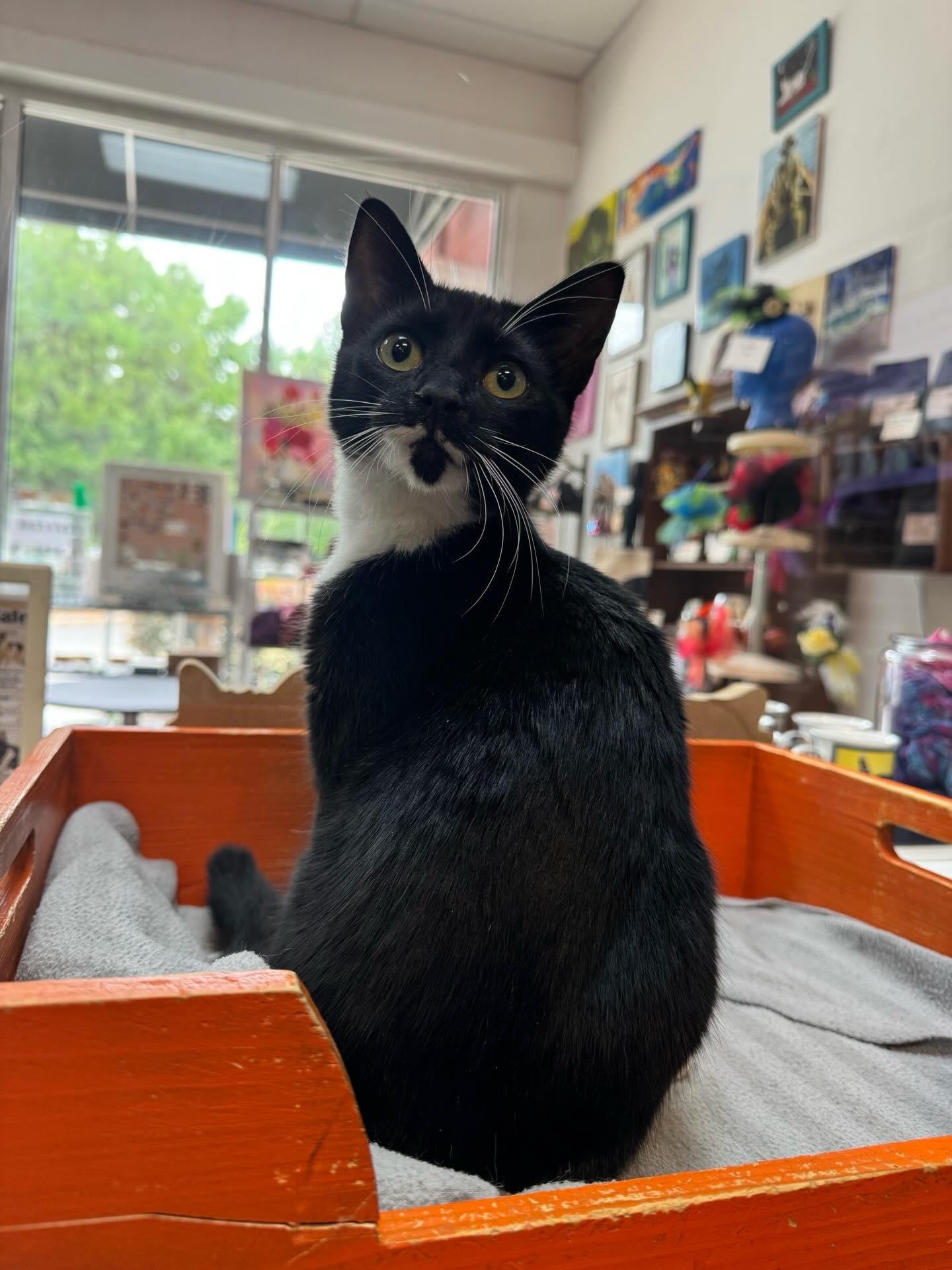 Clarabelle @ Fat Cat Cafe, adopted, Kitten Female Domestic Short Hair.