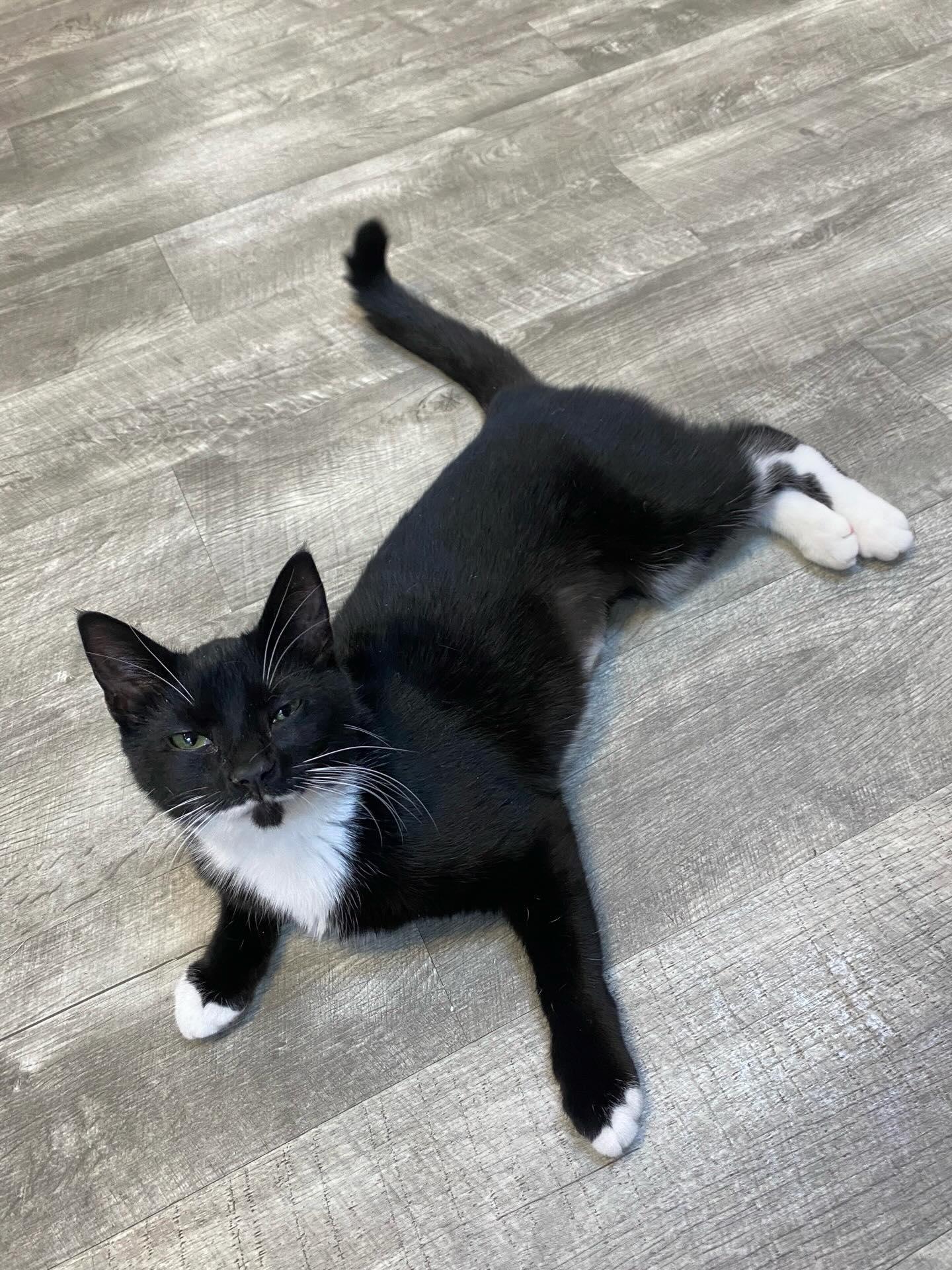 Enlarge Clarabelle @ Fat Cat Cafe, an adopted Domestic Short Hair in Tallahassee, FL image 2/2