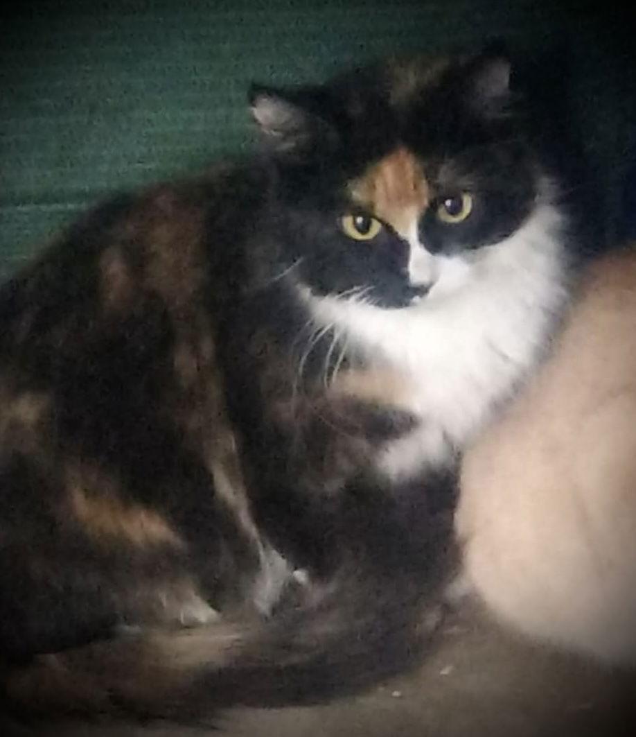 Ladybug (Torti & white Female2), Adoptable, Young Female Tortoiseshell.