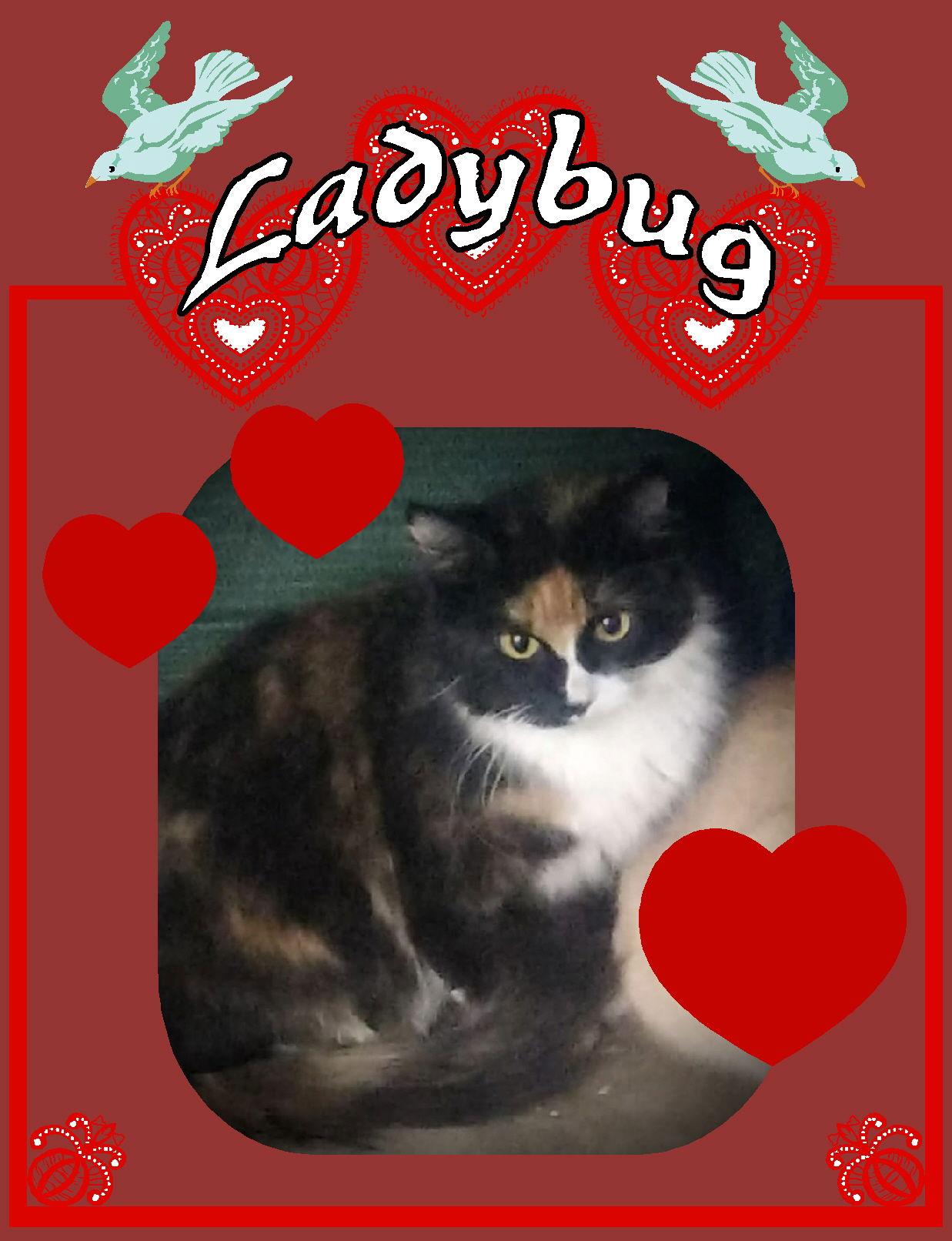 Enlarge Ladybug (Torti & white Female2), a Adoptable Tortoiseshell in Piedmont, MO image 2/2