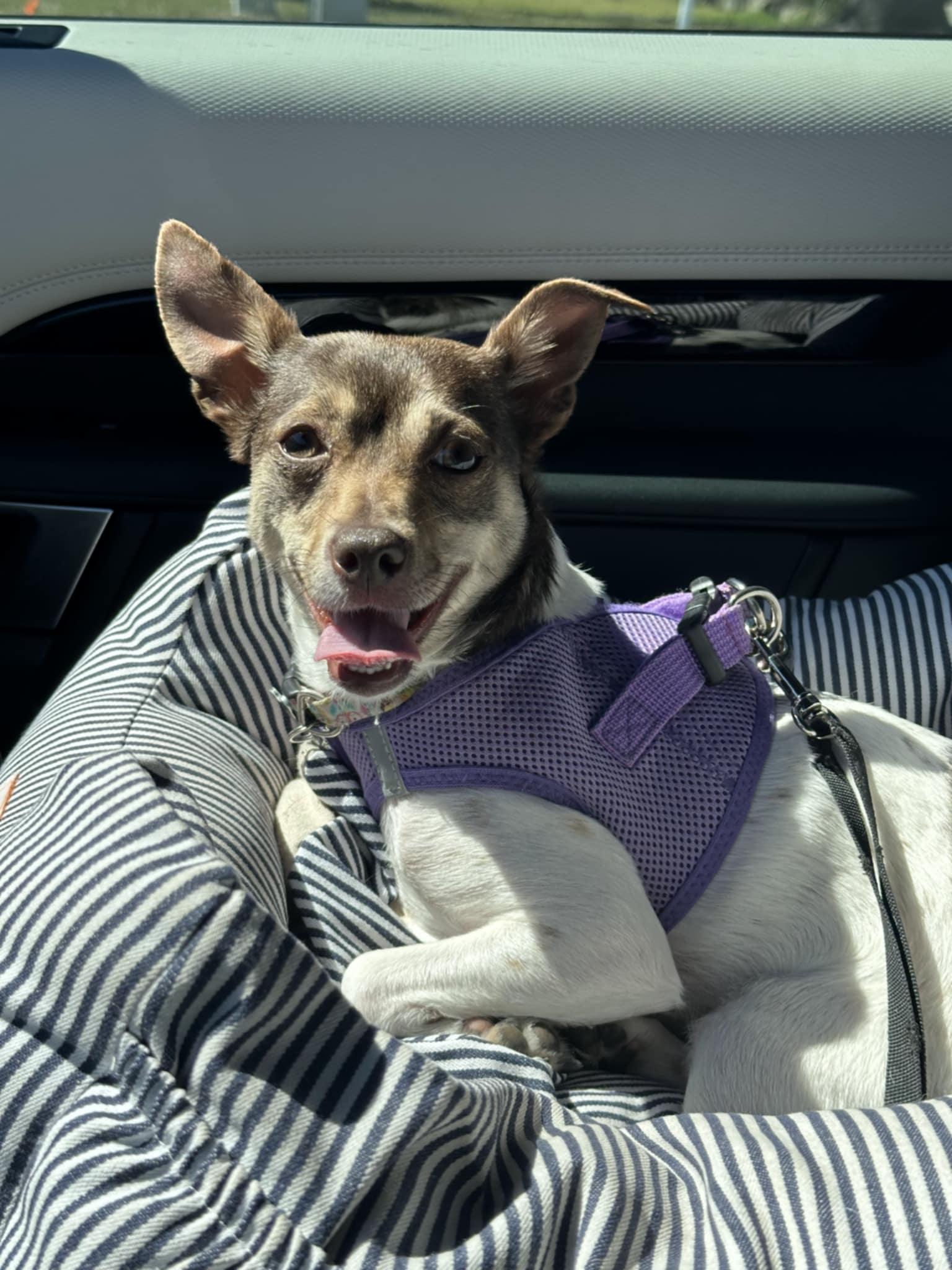 Ella - F, Adoptable, Young Female Chihuahua.