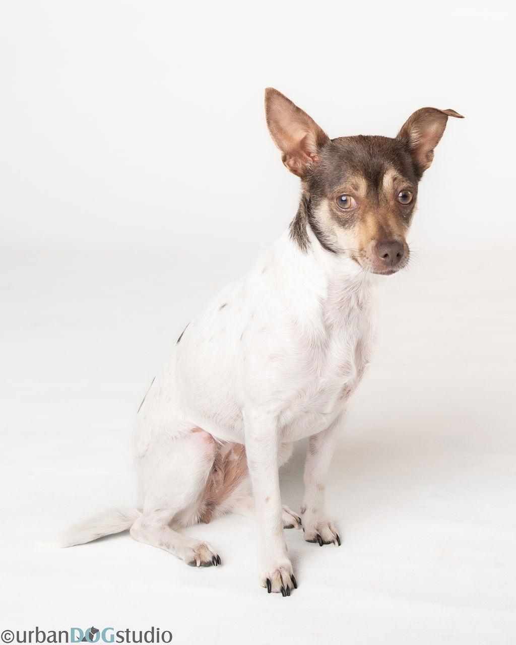 Ella - F, a Adoptable Chihuahua in Tampa, FL image 2/3